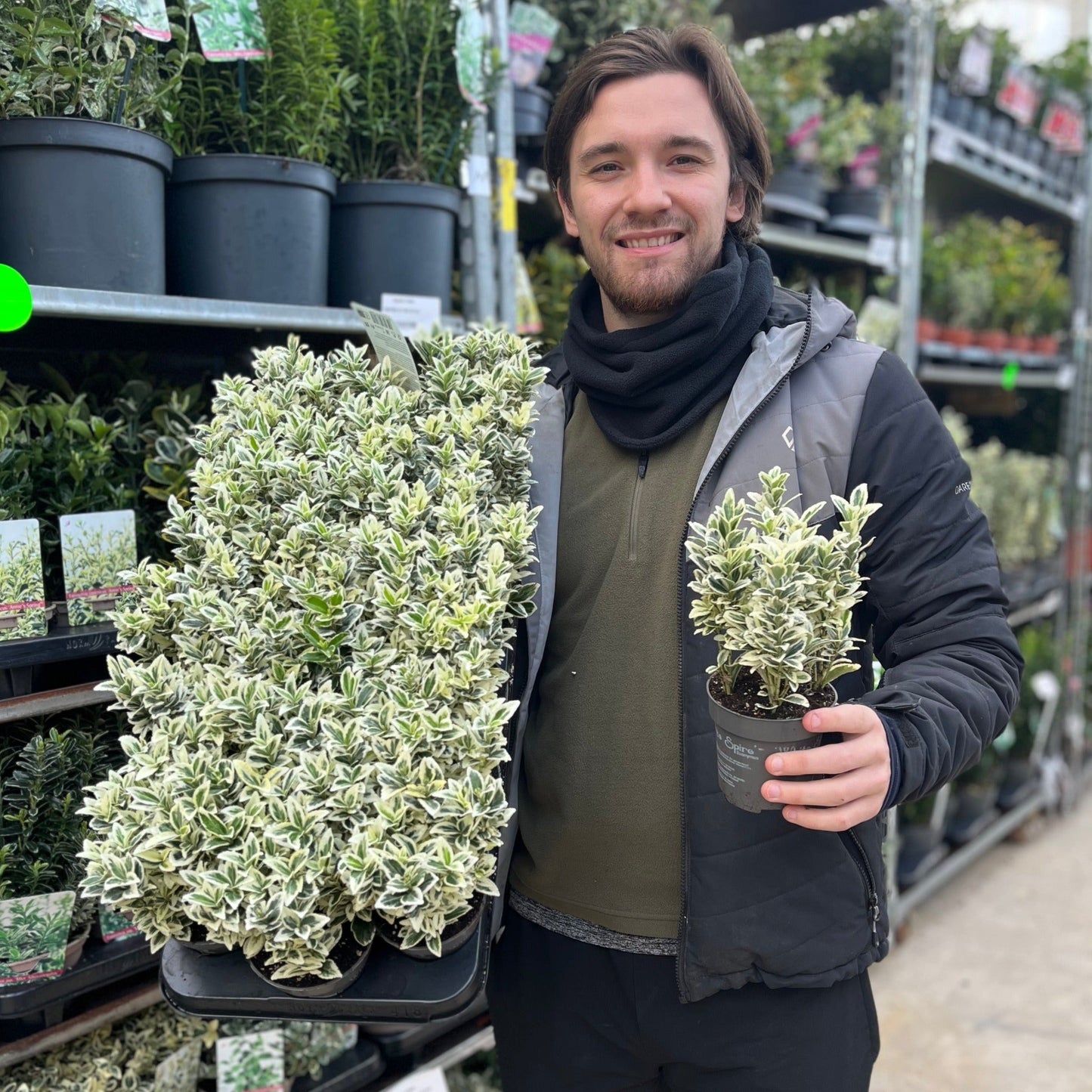 Euonymus japonicus 'White Spire' 9cm-5L.