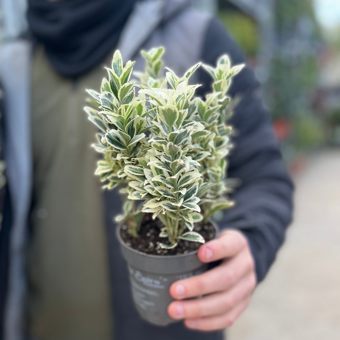 Euonymus japonicus 'White Spire' 9cm-5L.