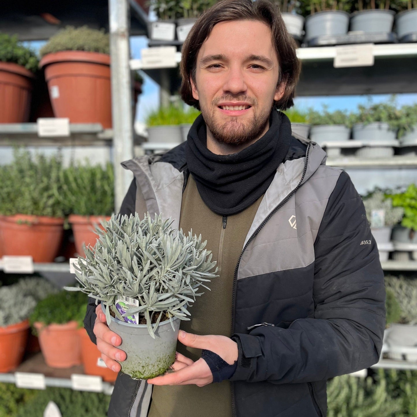Lavender angustifolia 'Hidcote' (9cm/14cm)