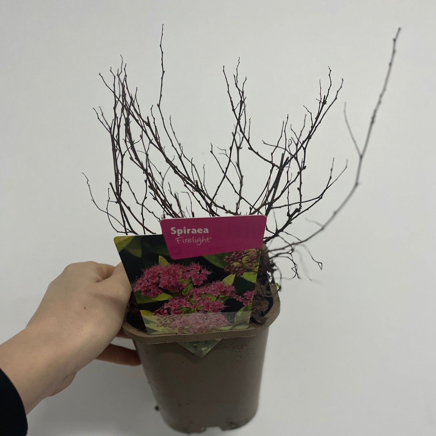 Spiraea japonica 'Firelight' 1L / 2L