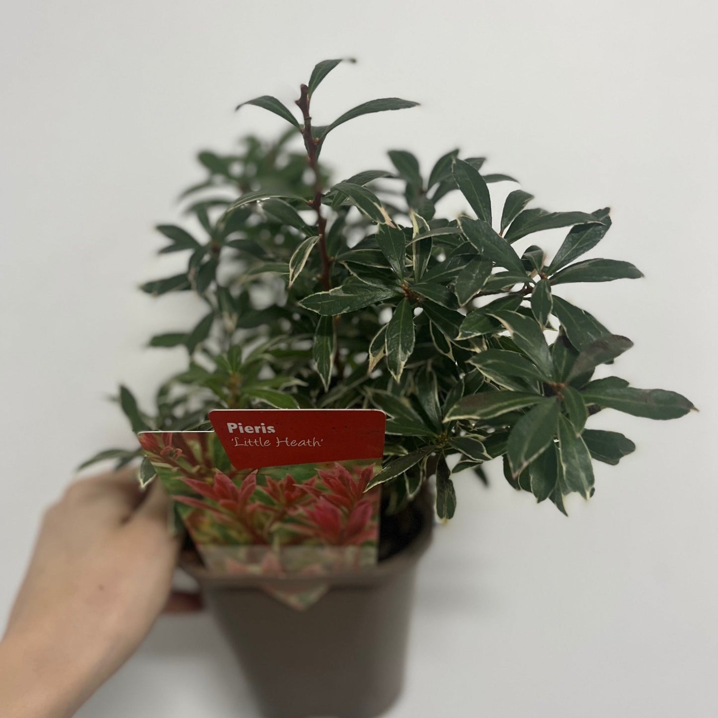 Pieris japonica Little Heath