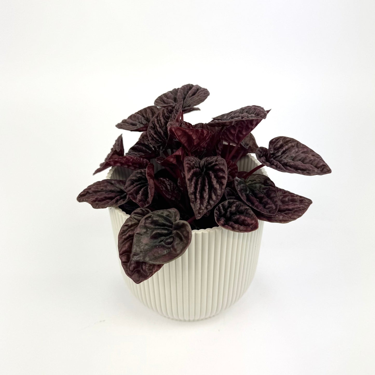 Peperomia Red Luna 12cm Houseplant