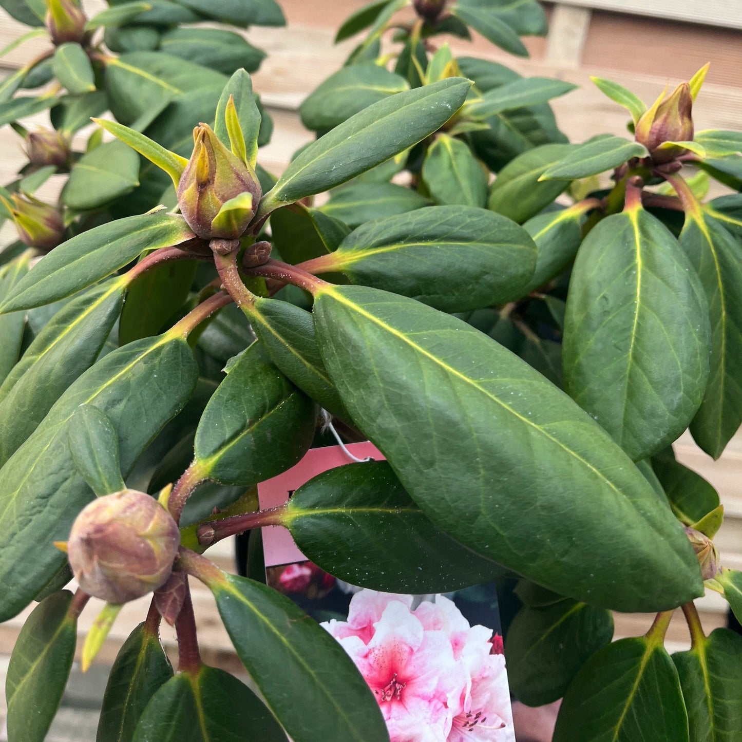 Rhododendron Virginia Richards 5L