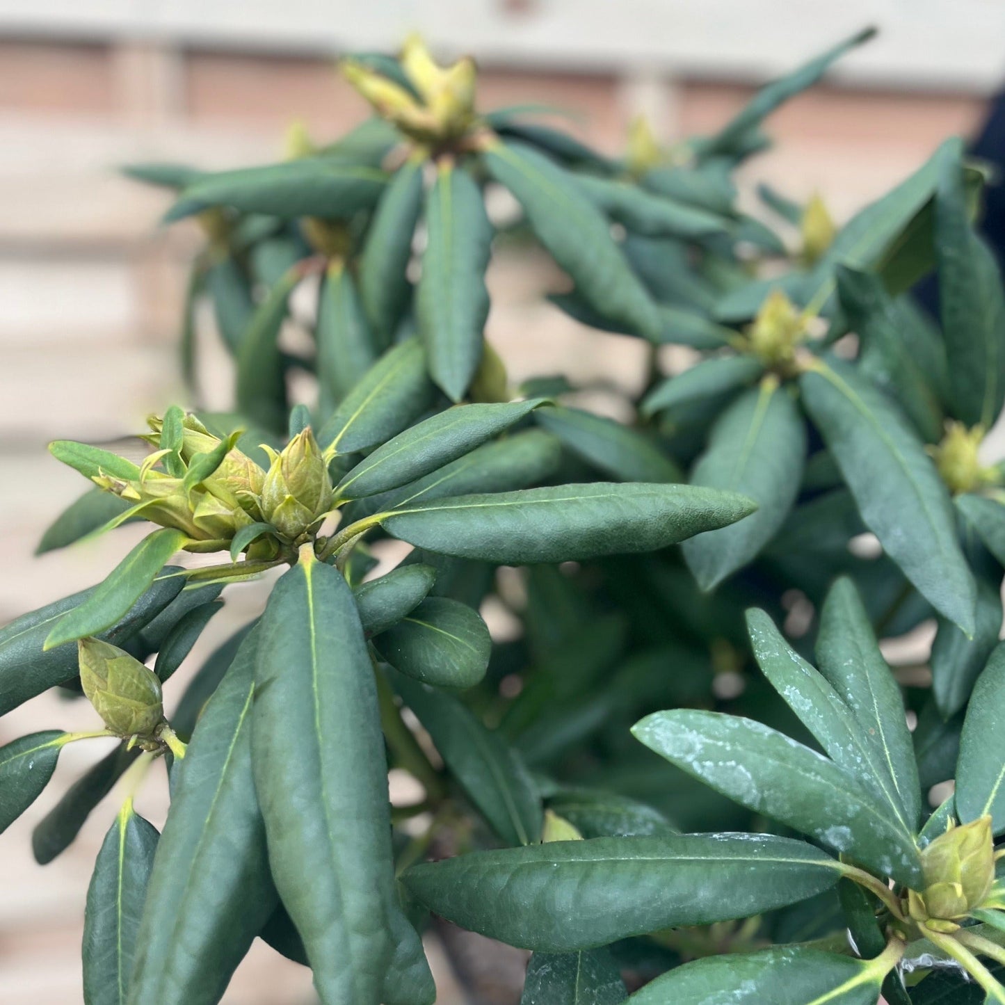 Rhododendron Roseum Elegans 2-5L