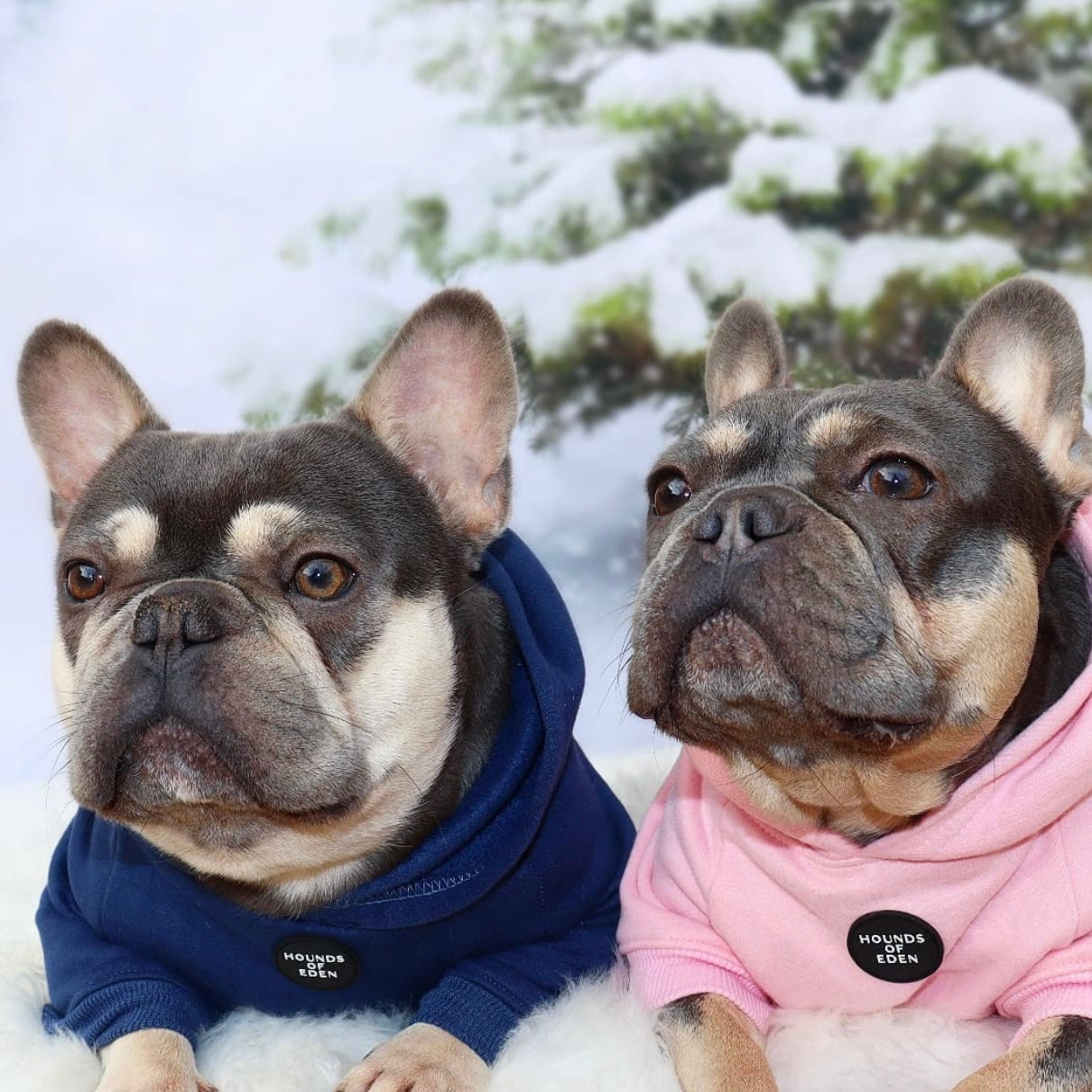 Dog Hoodie - Purple