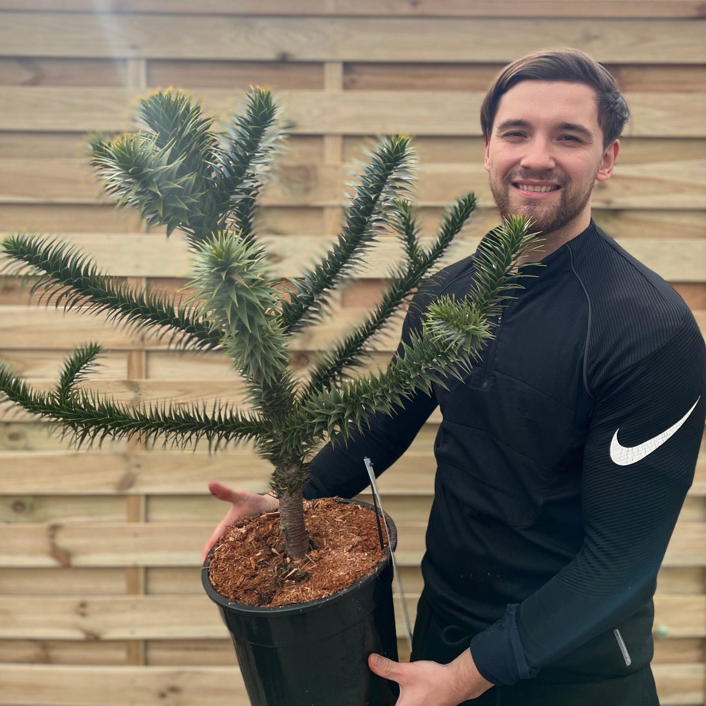 Araucaria Araucana | Monkey Puzzle Tree