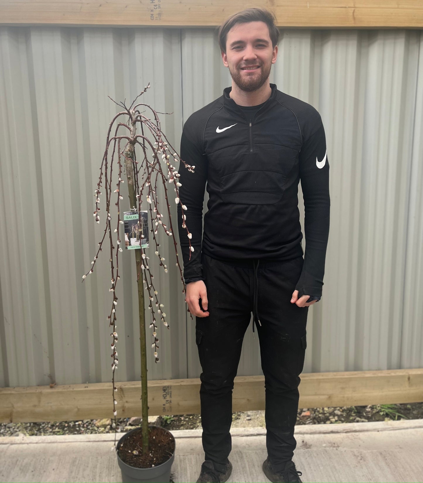 Salix 'Kilmarnock' Weeping Willow Standard 120-150cm