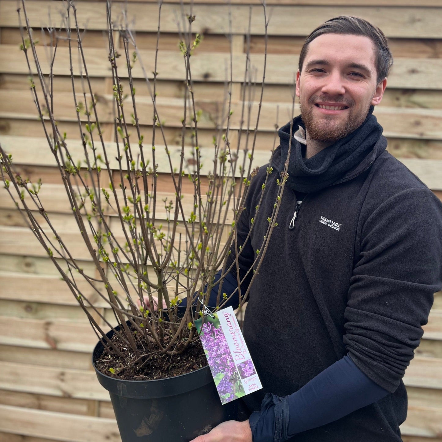 Syringa Bloomerang Purple (Reblooming Lilac) 3L/7.5L