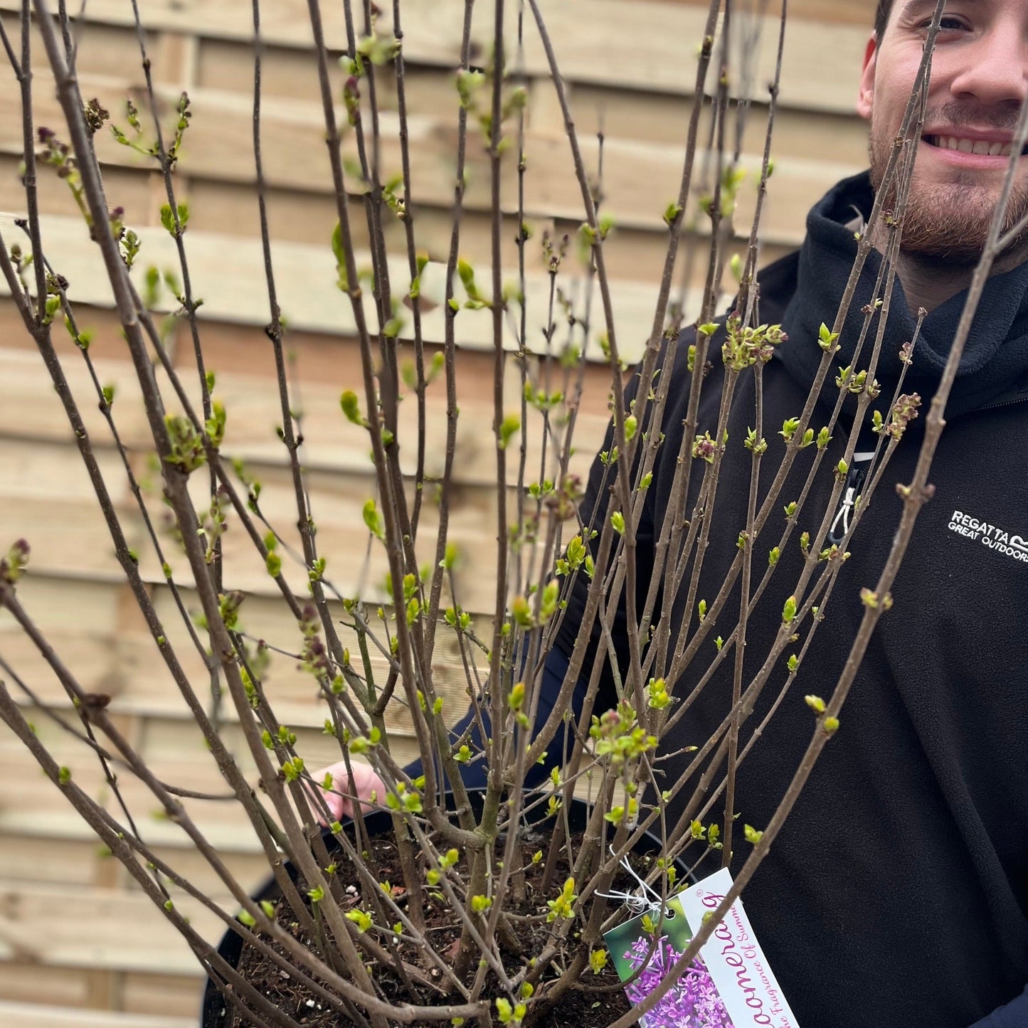 Syringa Bloomerang Purple (Reblooming Lilac) 3L/7.5L