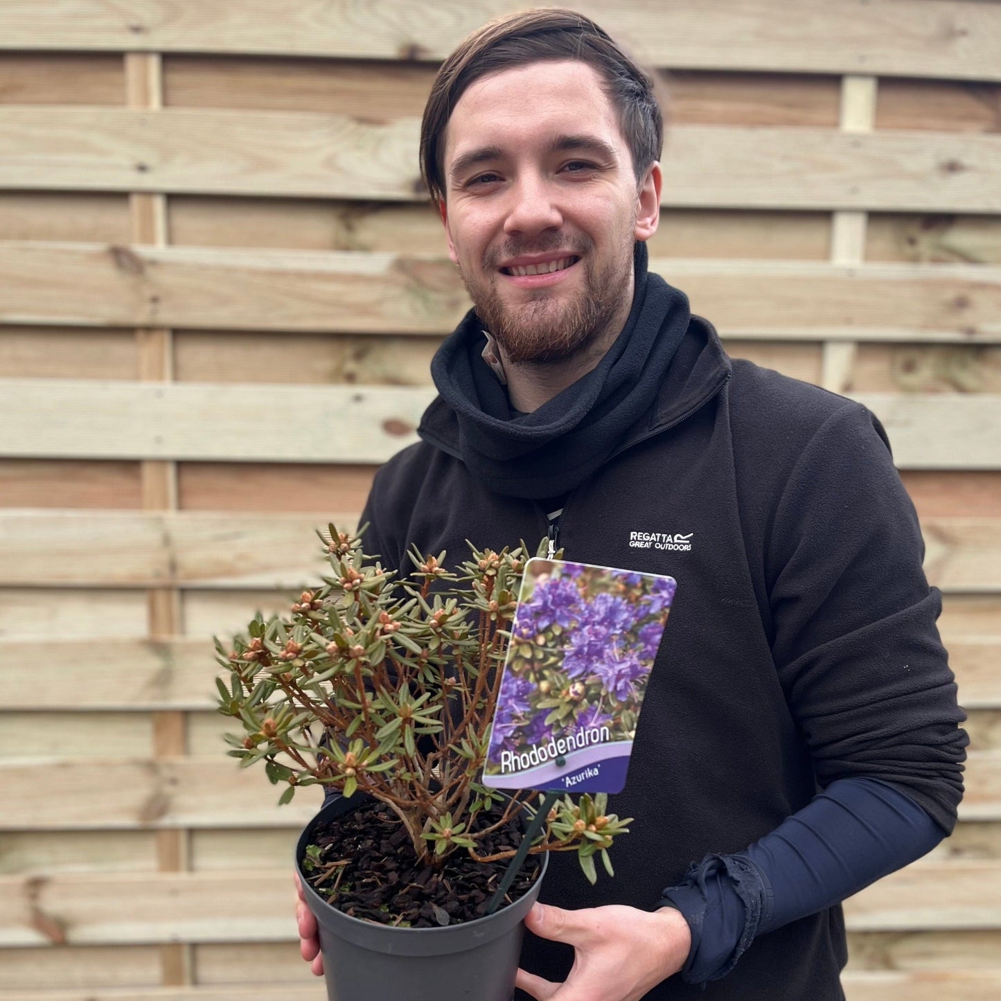 Rhododendron 'Azurika' 2L