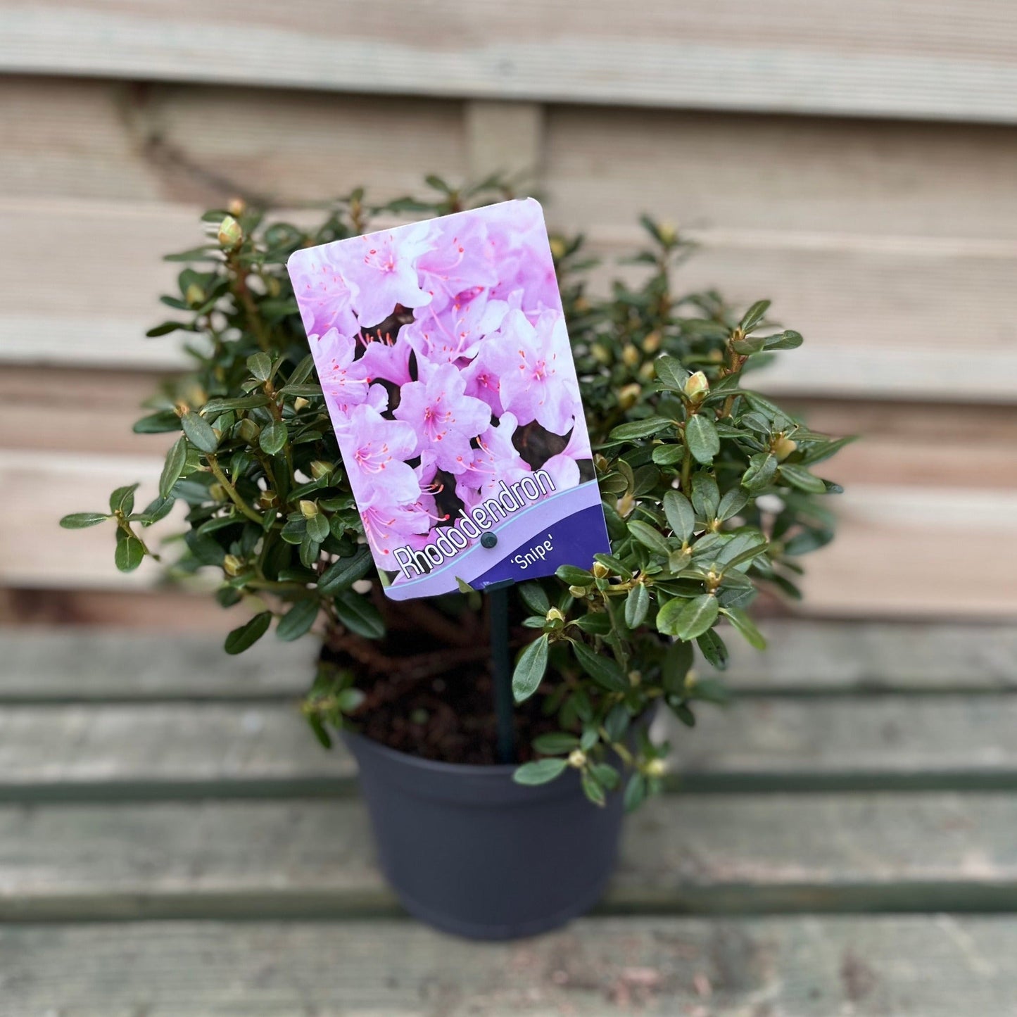 Dwarf Rhododendron 'Snipe' 1L