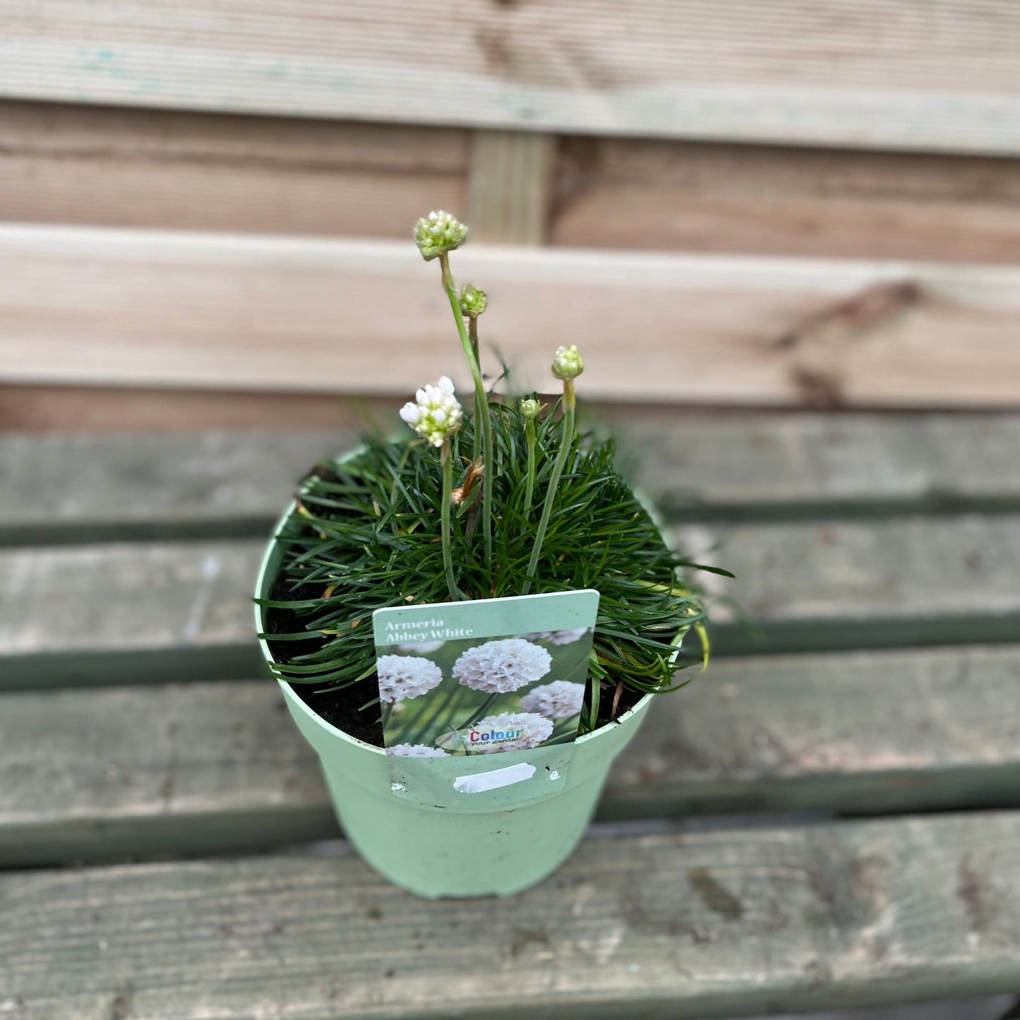 Armeria pseudarmeria White 9cm / 3L
