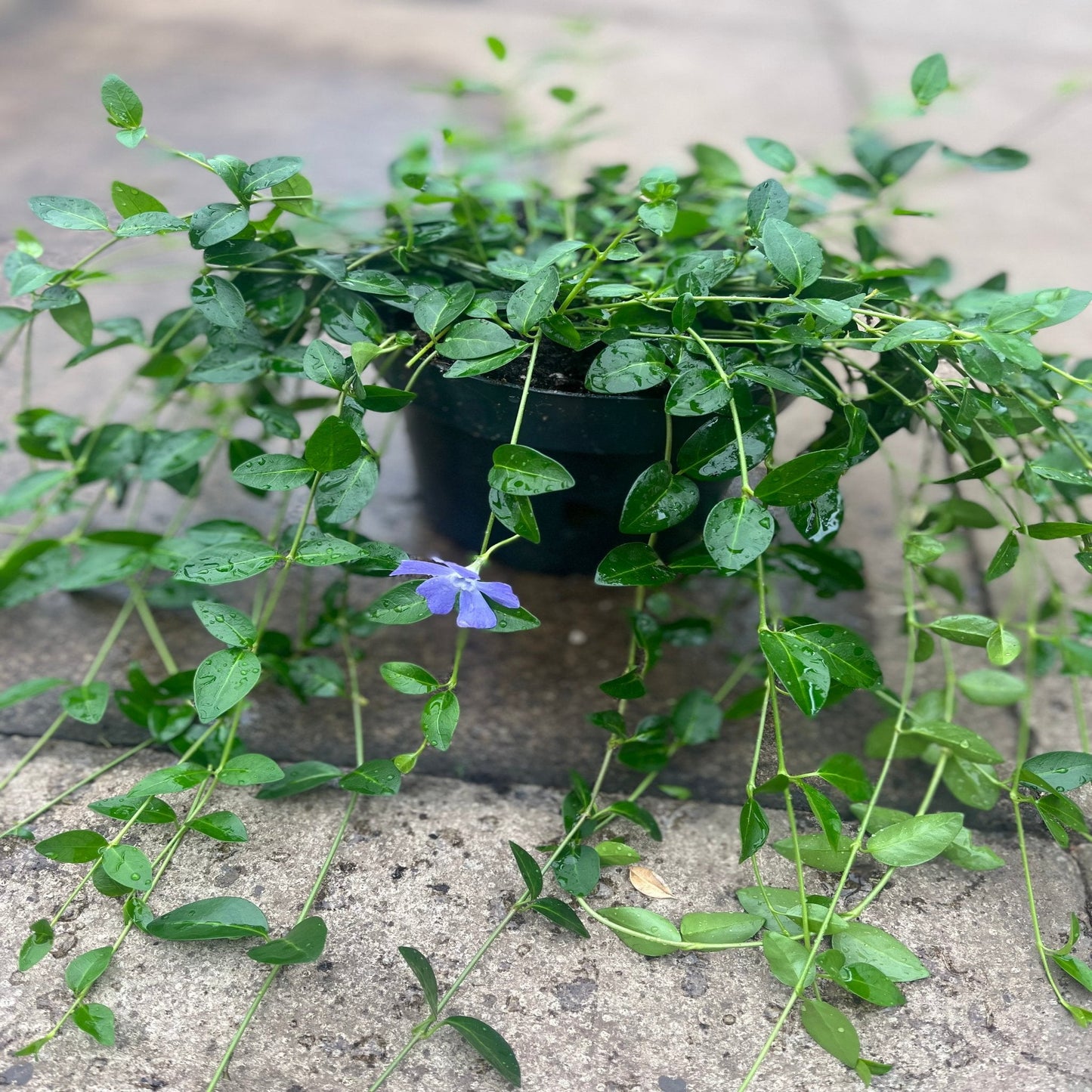 Vinca minor €˜marie€™ 9cm / 2L
