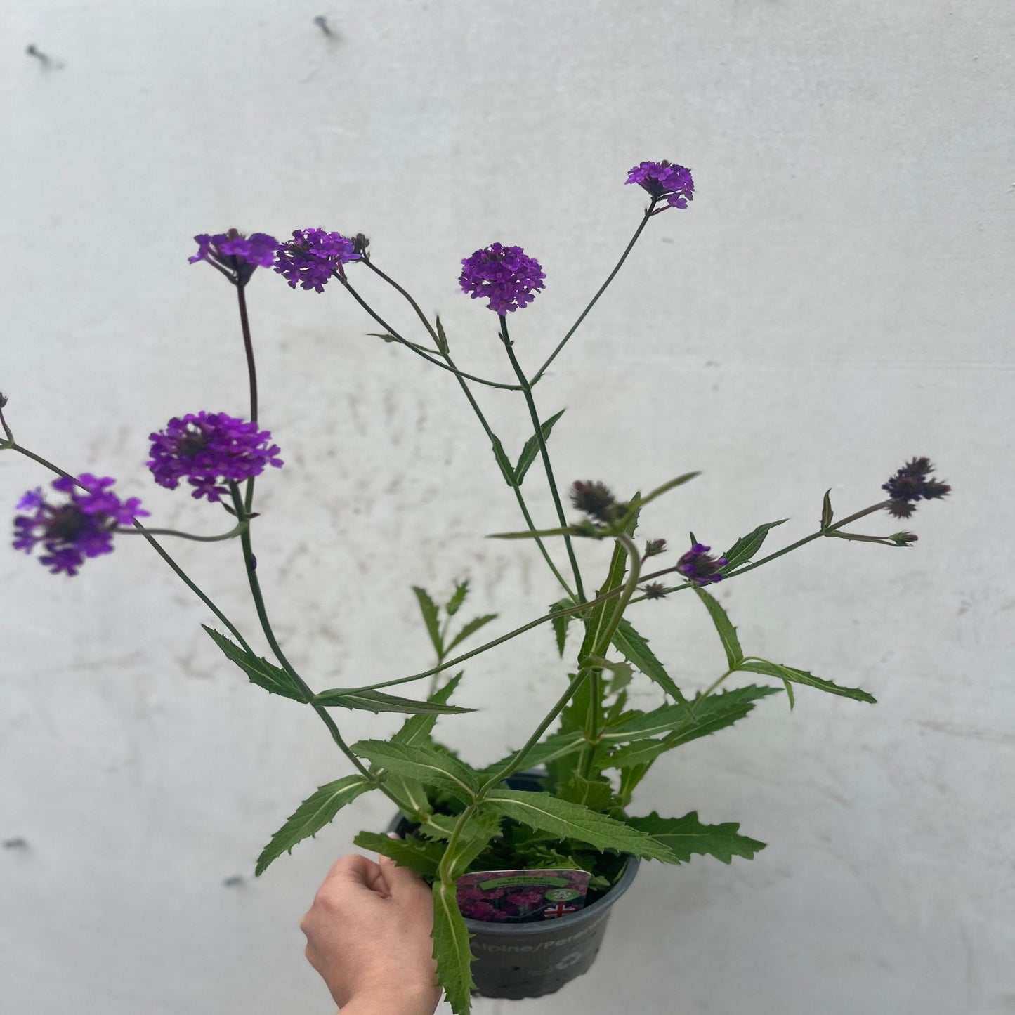 Verbena 'Rigida' 9cm/1.5L/2L
