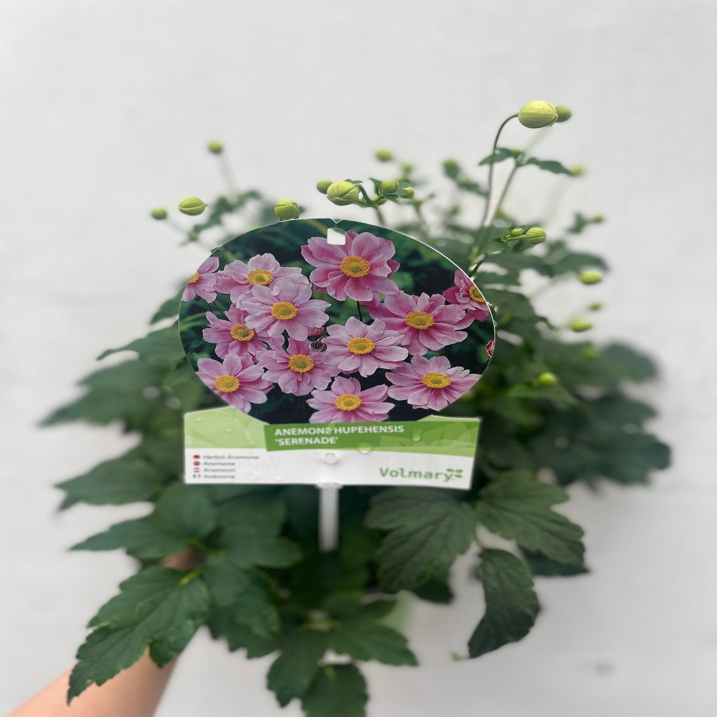 Anemone hupehensis 'Serenade' 2L
