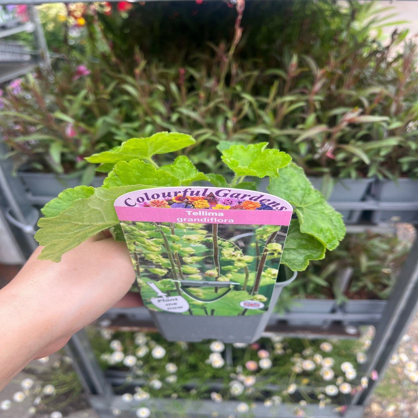 Tellima grandiflora 9cm