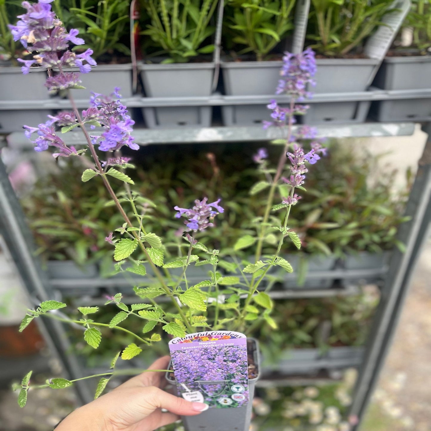 Nepeta 'Walker€™s Low' 9cm/2L