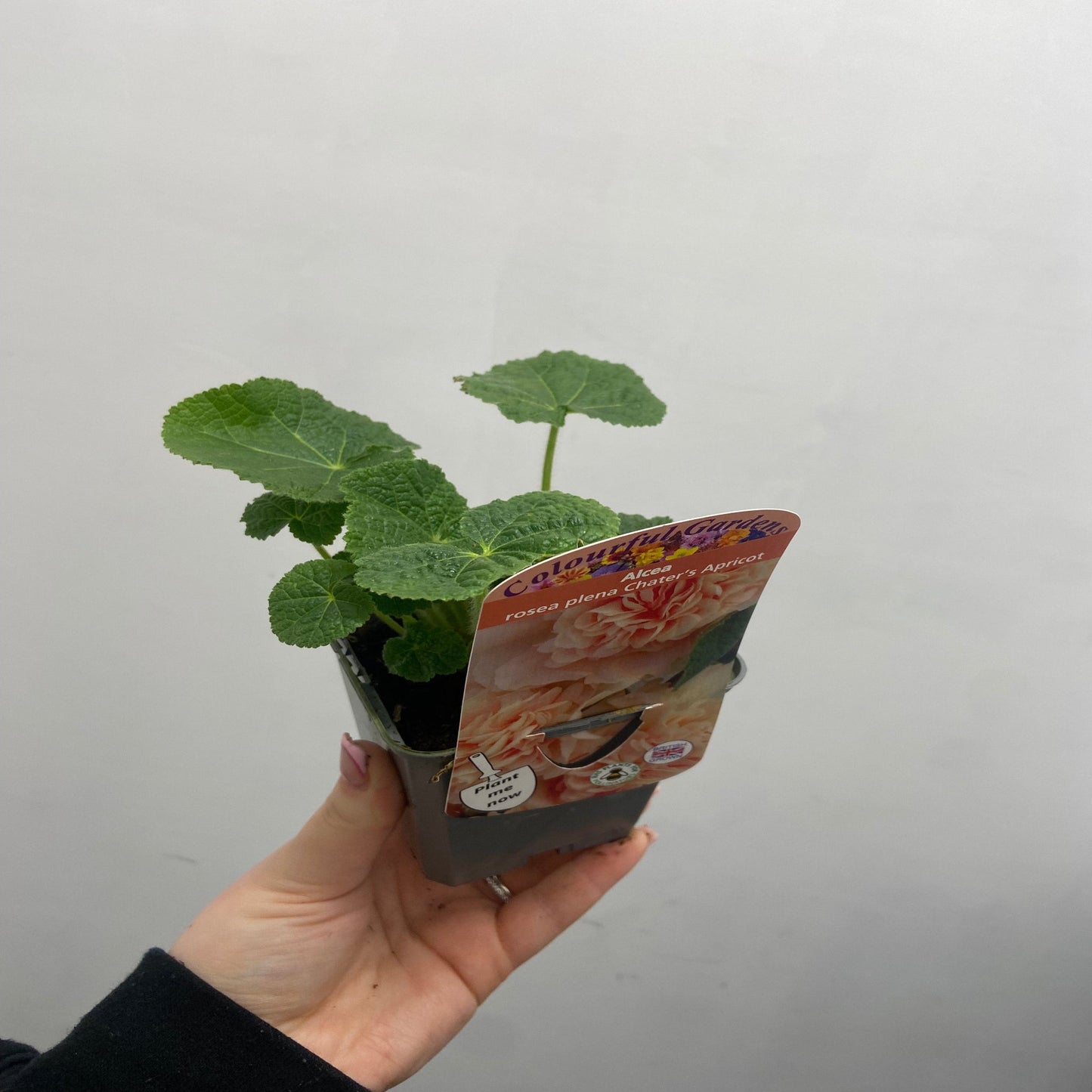 Hollyhock (Alcea) 'Chater's Apricot ' 9cm/1.5L/2L