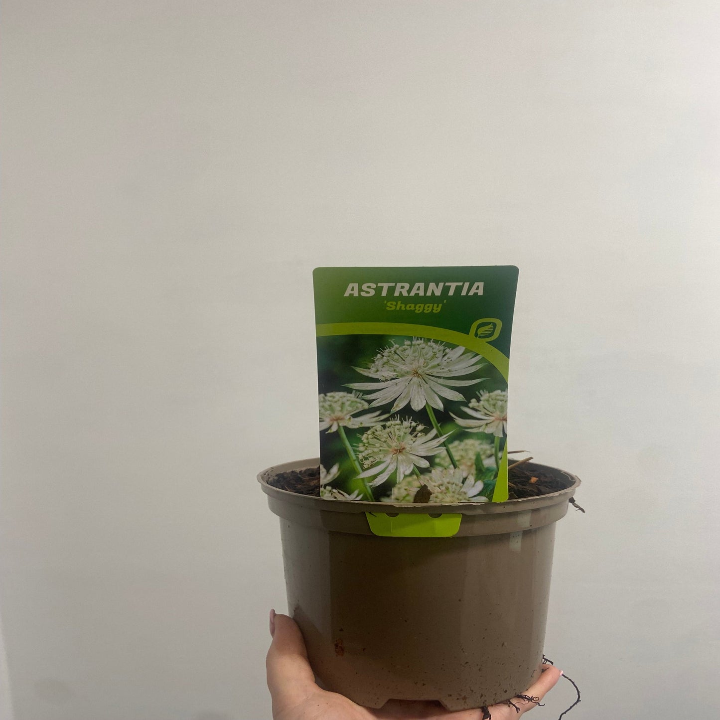 Astrantia major €˜Shaggy€™ 2L