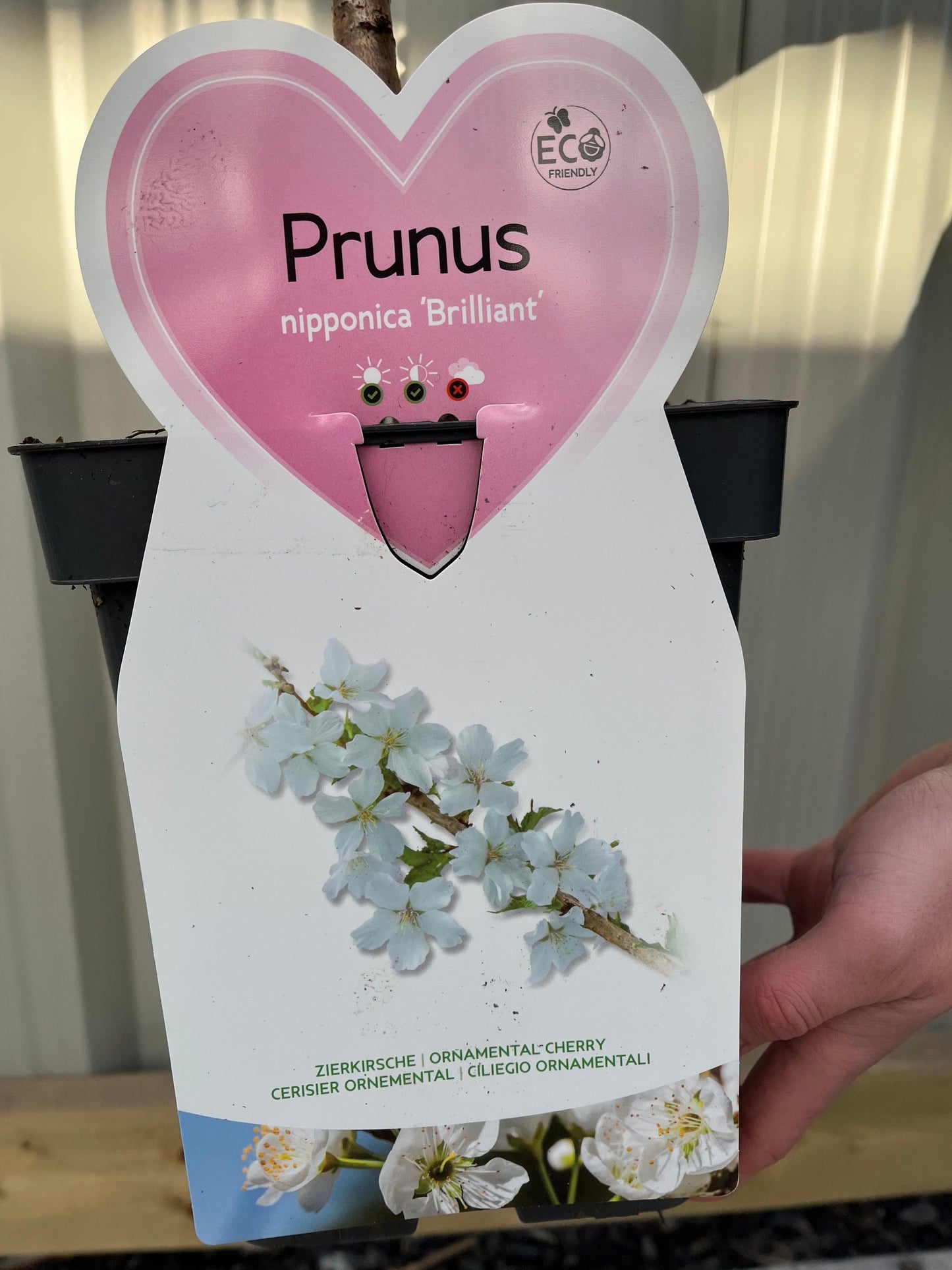 Ornamental Flowering Cherry Blossom Dwarf Tree -  Nipponica  €˜Brilliant' (2 Sizes Available)