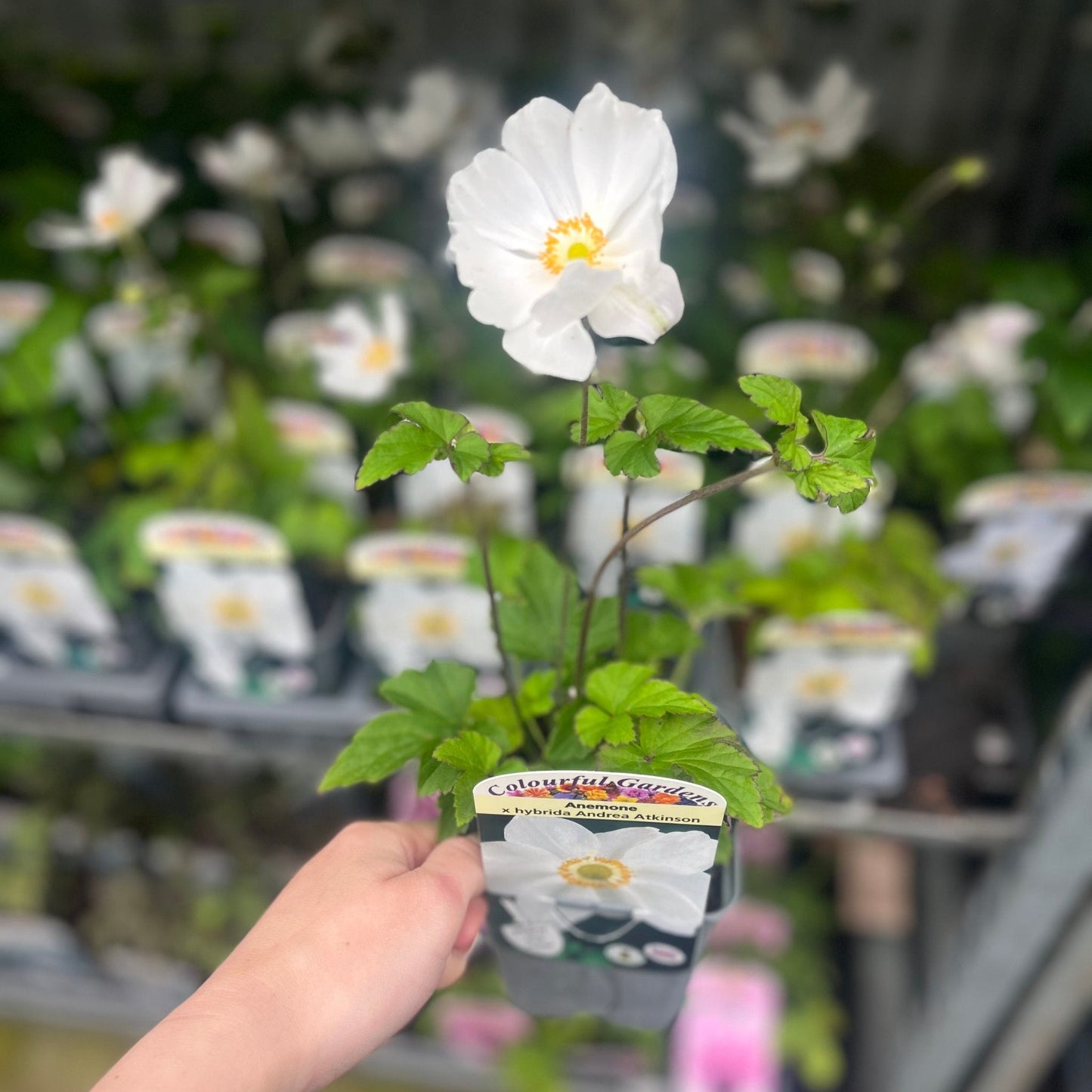 Anemone hupehensis 'Andrea Atkinson' 9cm/ 3L