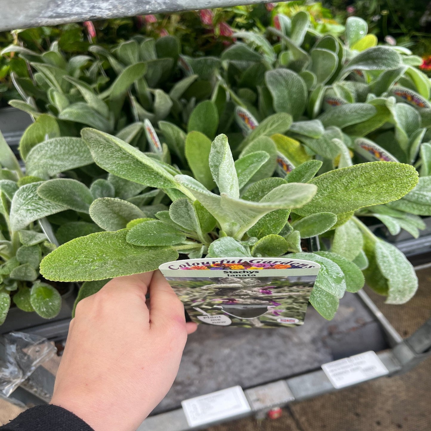 Stachys lanata 9cm / 2L