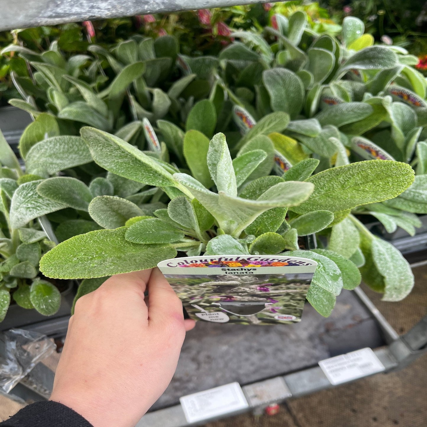 Stachys lanata 9cm 2L