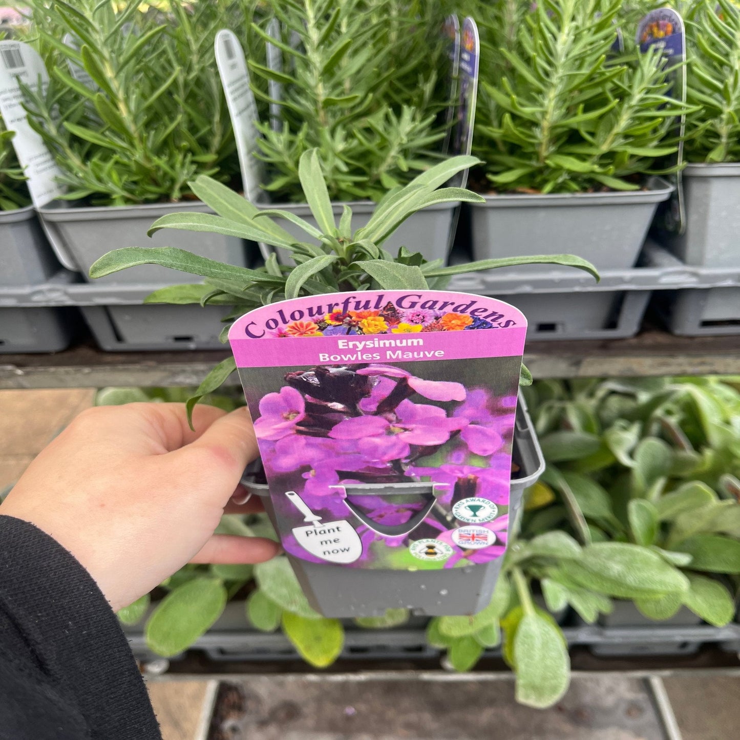 Erysimum 'Bowles Mauve'
