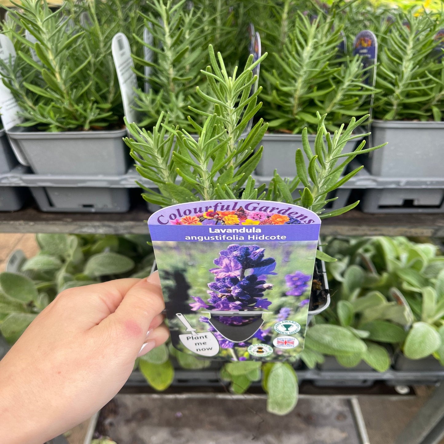 Lavender angustifolia 'Hidcote' (9cm/14cm)