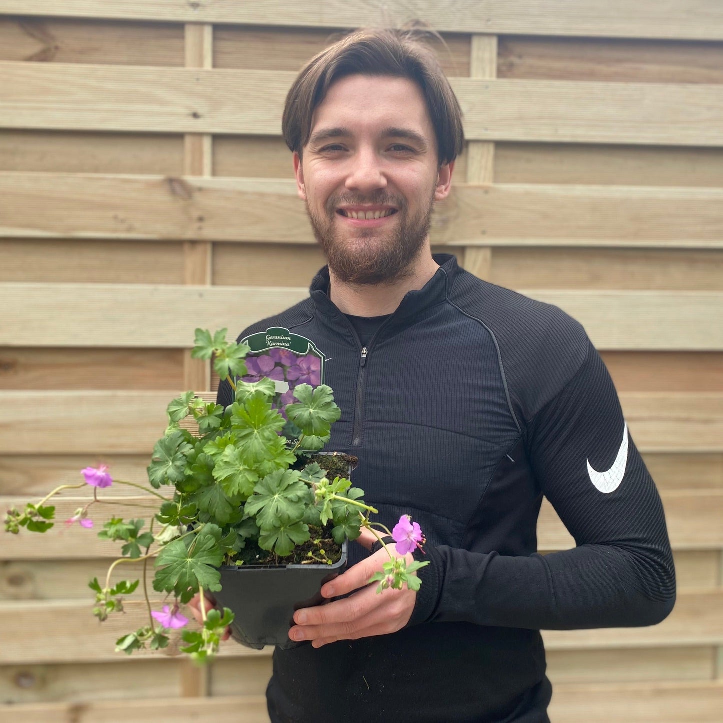 Geranium 'Karmina' 9cm / 2L