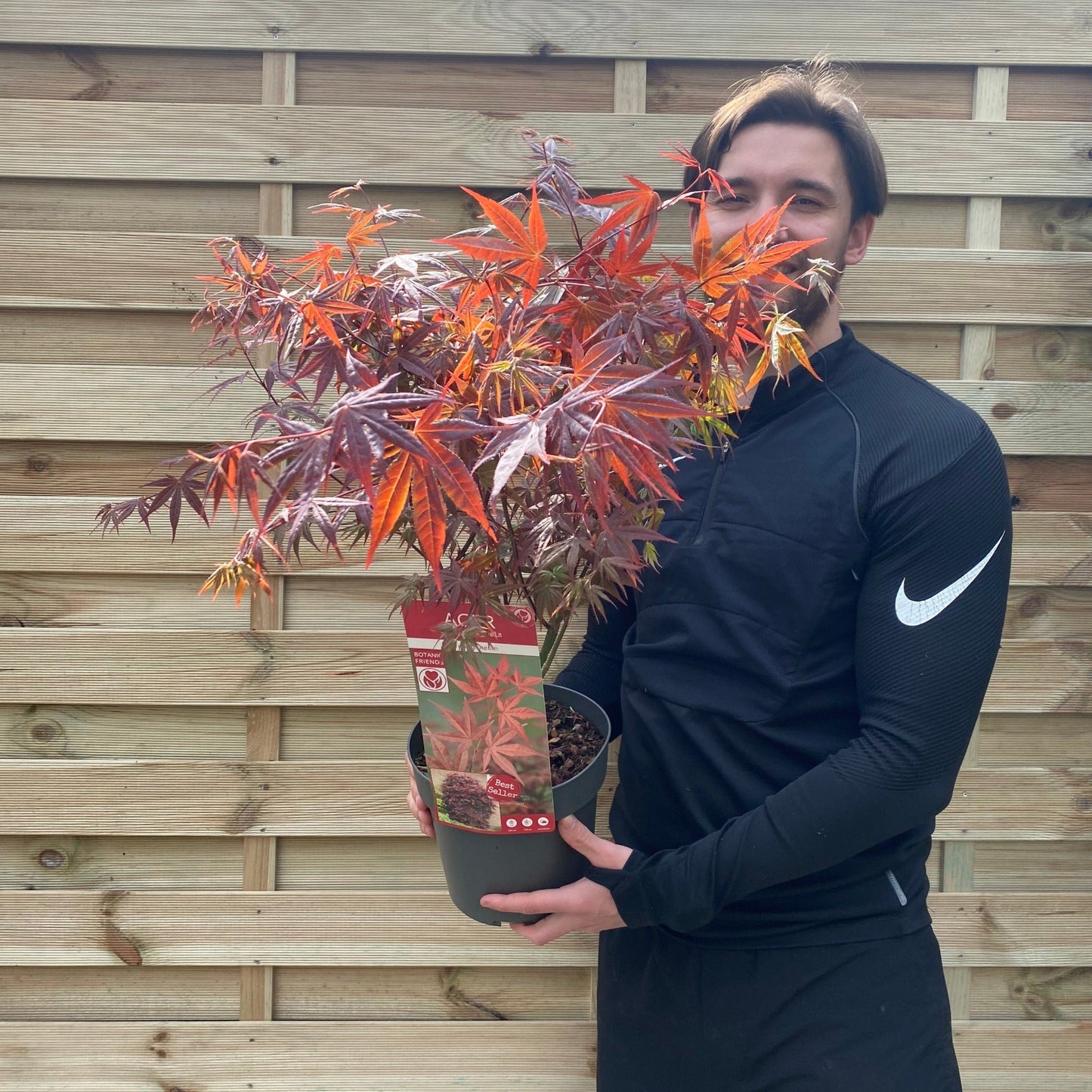 Acer palmatum 'Atropurpureum'