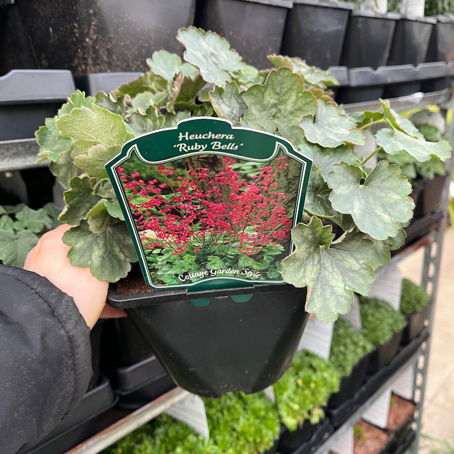 Heuchera 'Ruby Bells' 9cm/2L Growers Pot