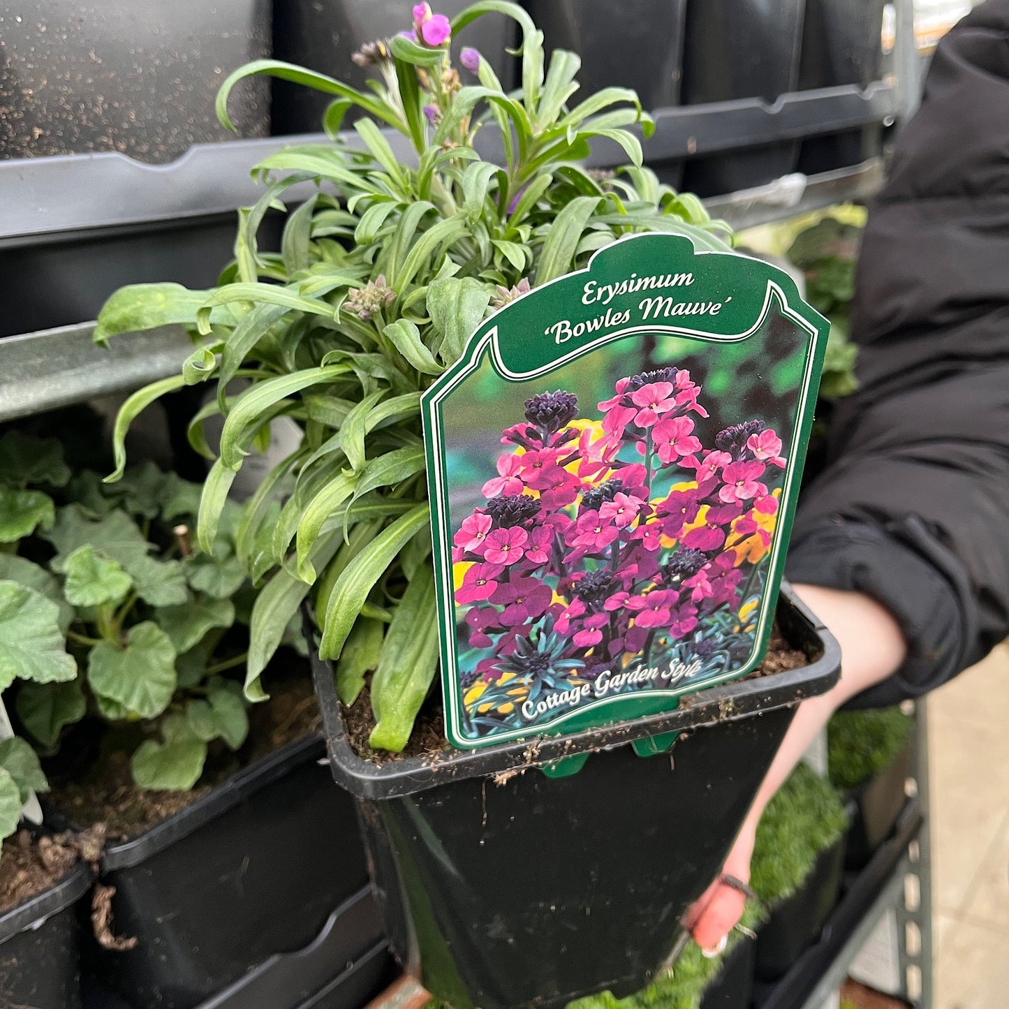 Erysimum 'Bowles Mauve'