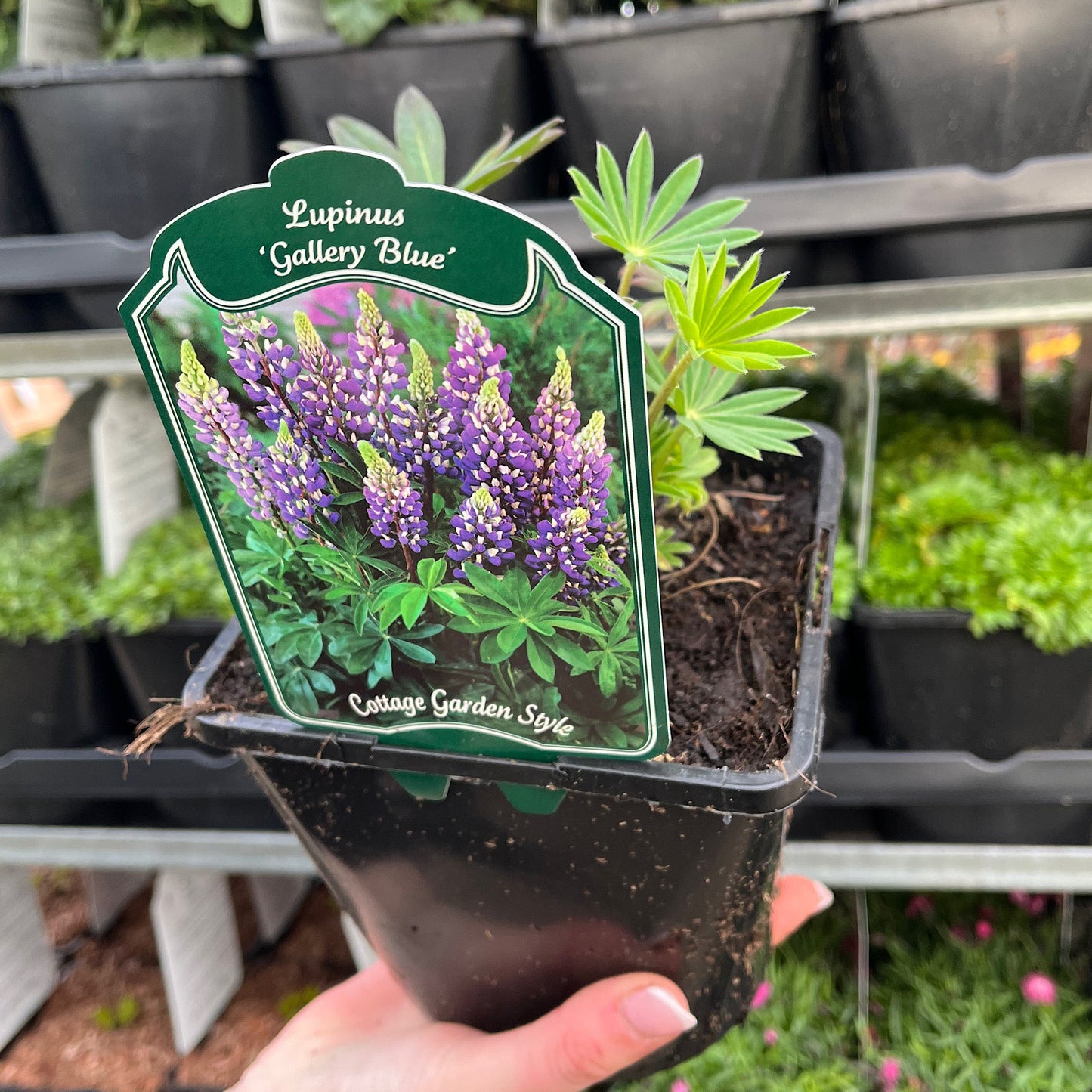 Lupin 'Gallery Blue' (Two Sizes Available)