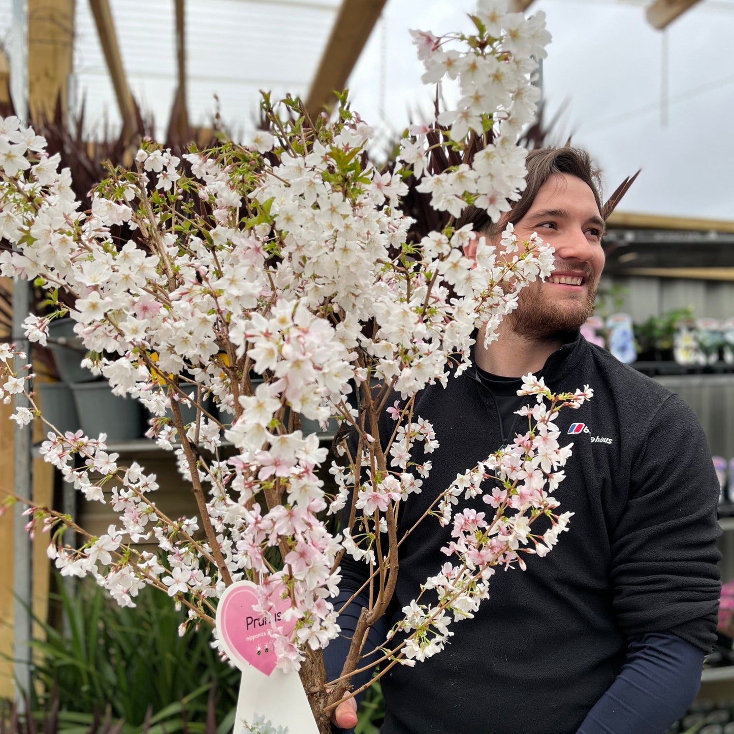 Ornamental Flowering Cherry Blossom Tree -  Nipponica €˜Brilliant' 7.5L 1m