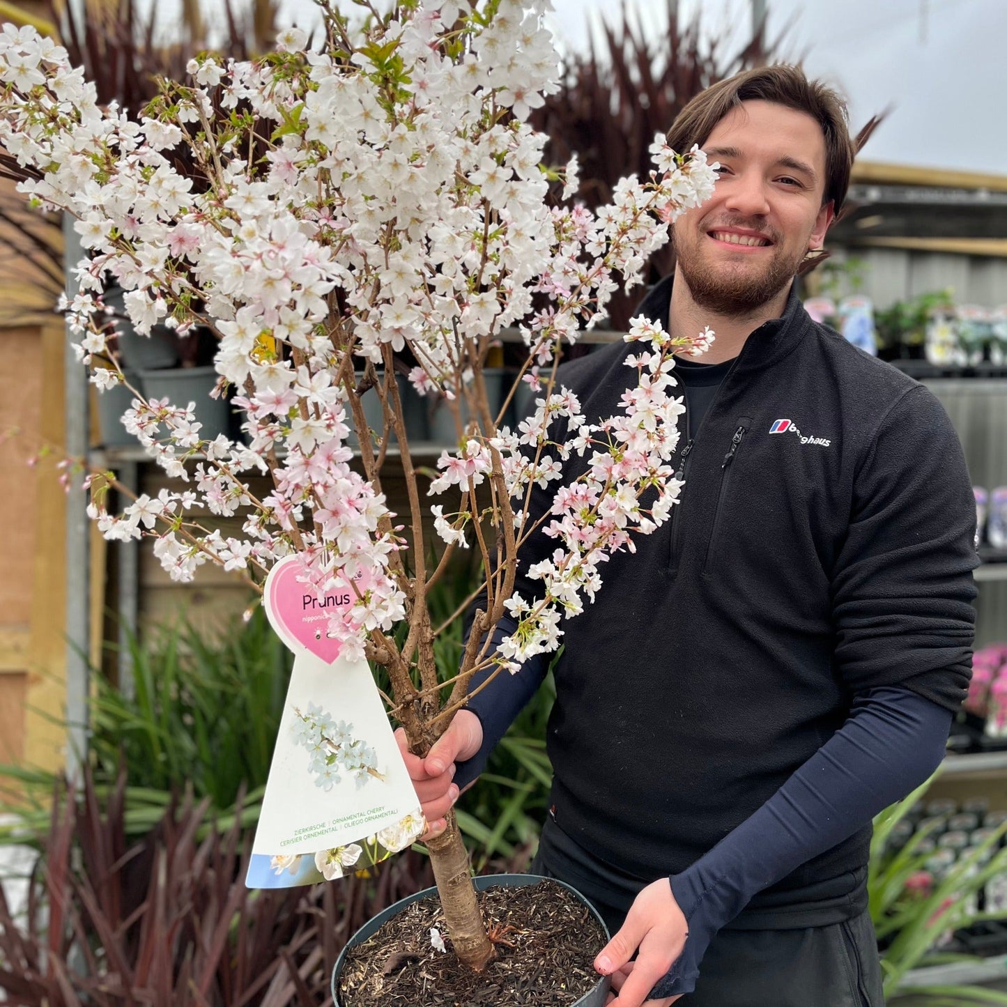 Ornamental Flowering Cherry Blossom Tree -  Nipponica €˜Brilliant' 7.5L 1m