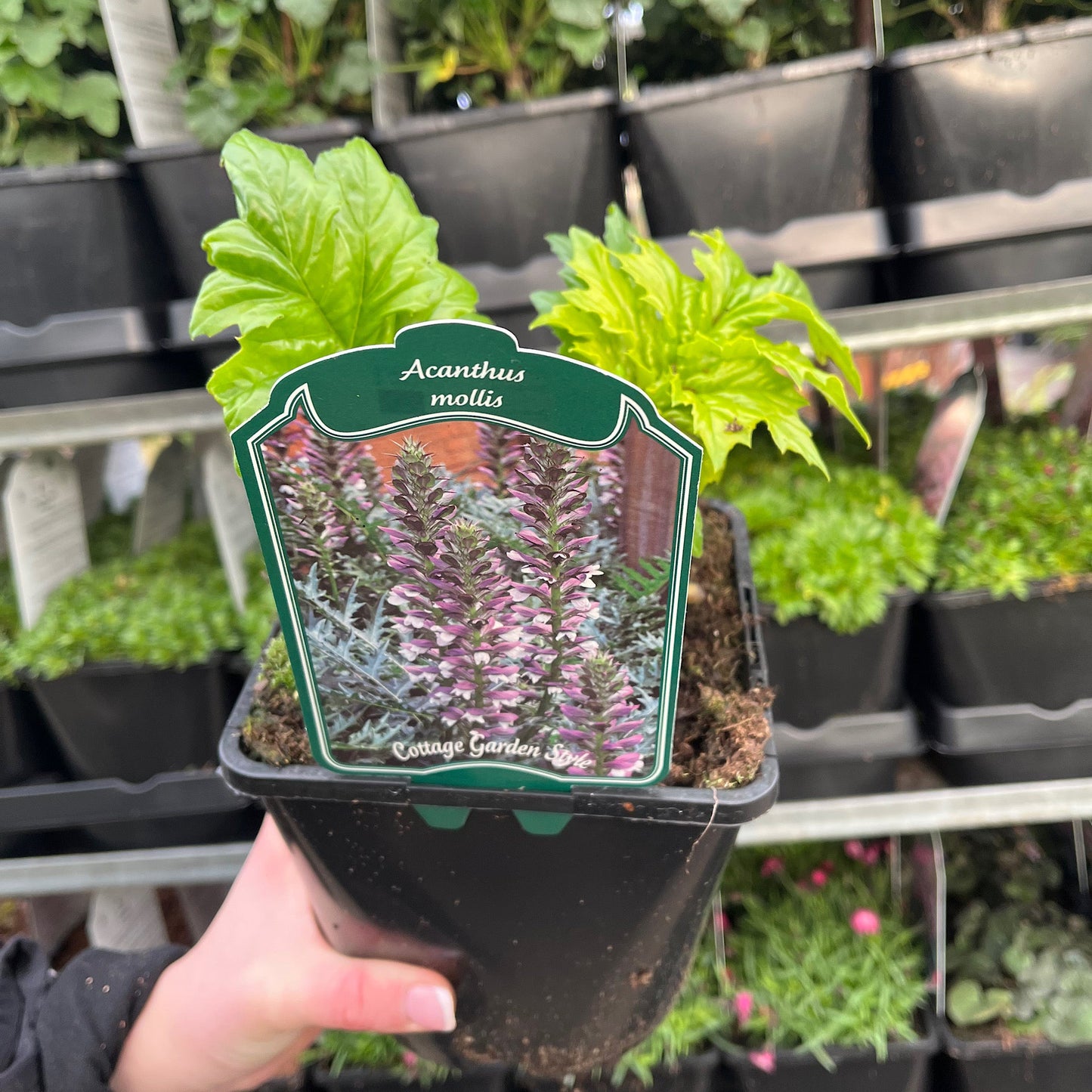 Acanthus mollis  2L
