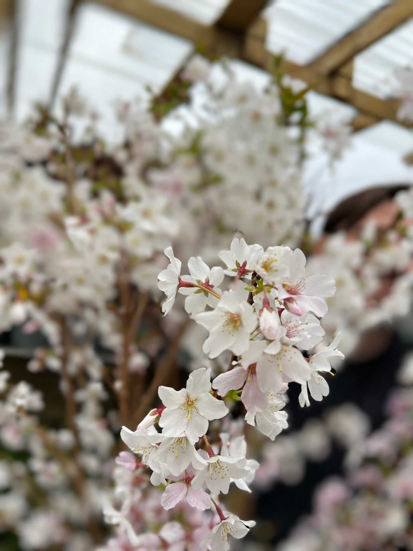 Ornamental Flowering Cherry Blossom Tree -  Nipponica €˜Brilliant' 7.5L 1m