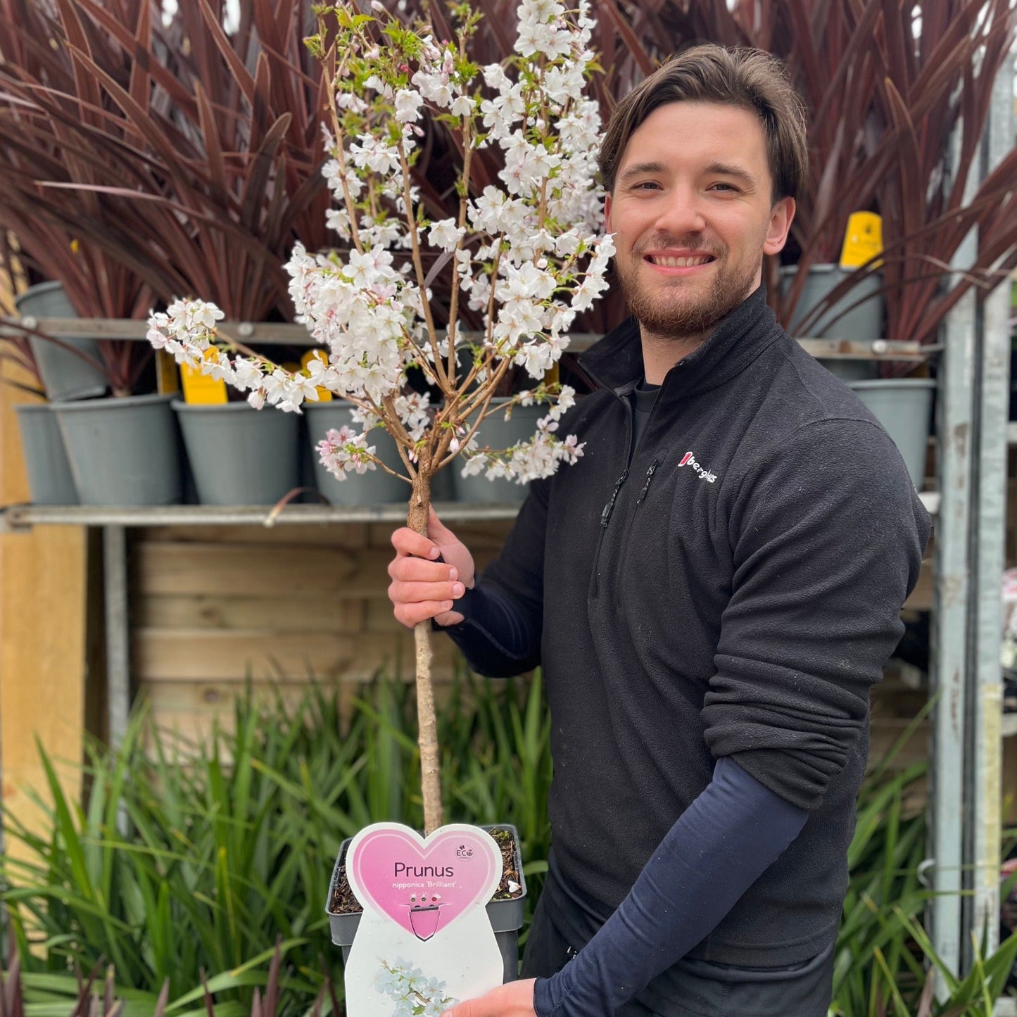 Ornamental Flowering Cherry Blossom Dwarf Tree -  Nipponica âBrilliant'