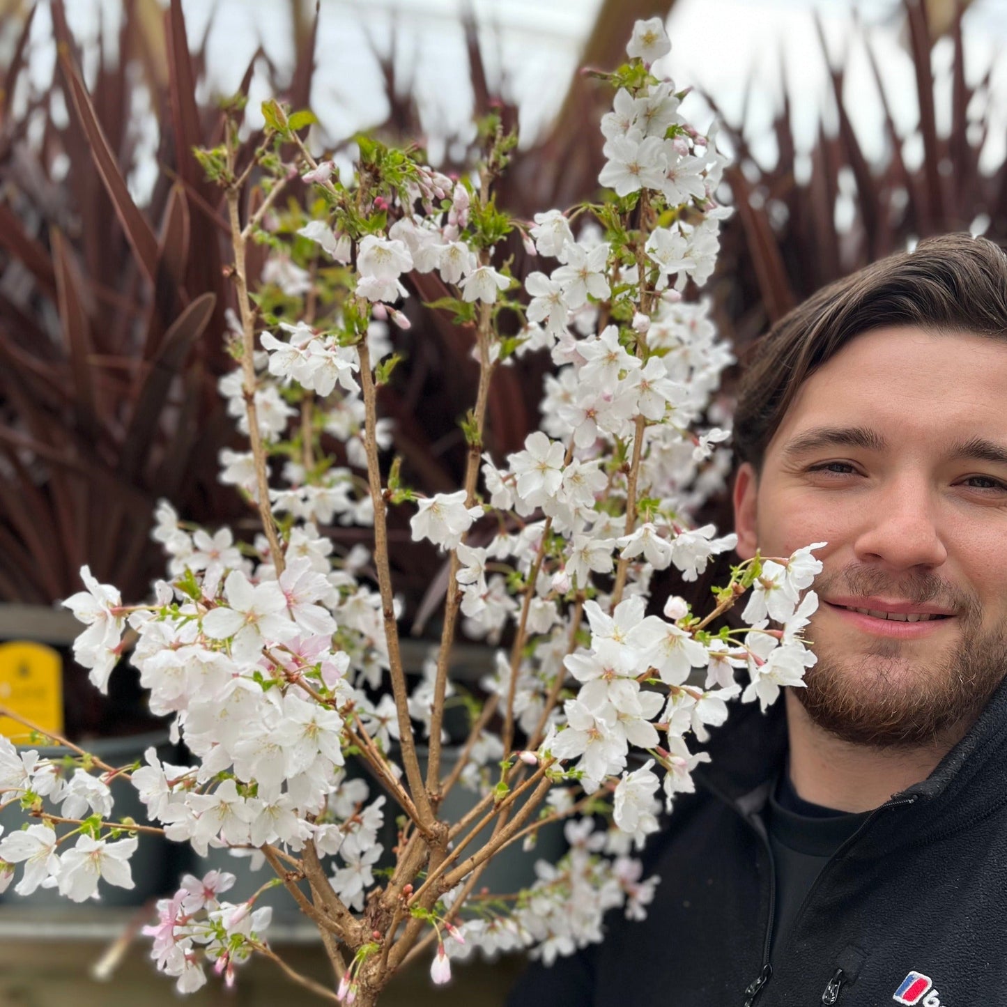 Ornamental Flowering Cherry Blossom Dwarf Tree -  Nipponica âBrilliant'