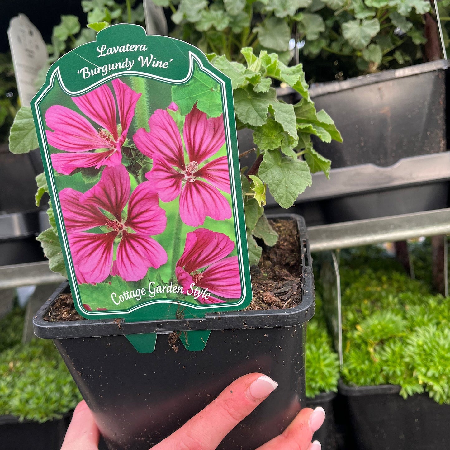 Lavatera 'Burgundy Wine'