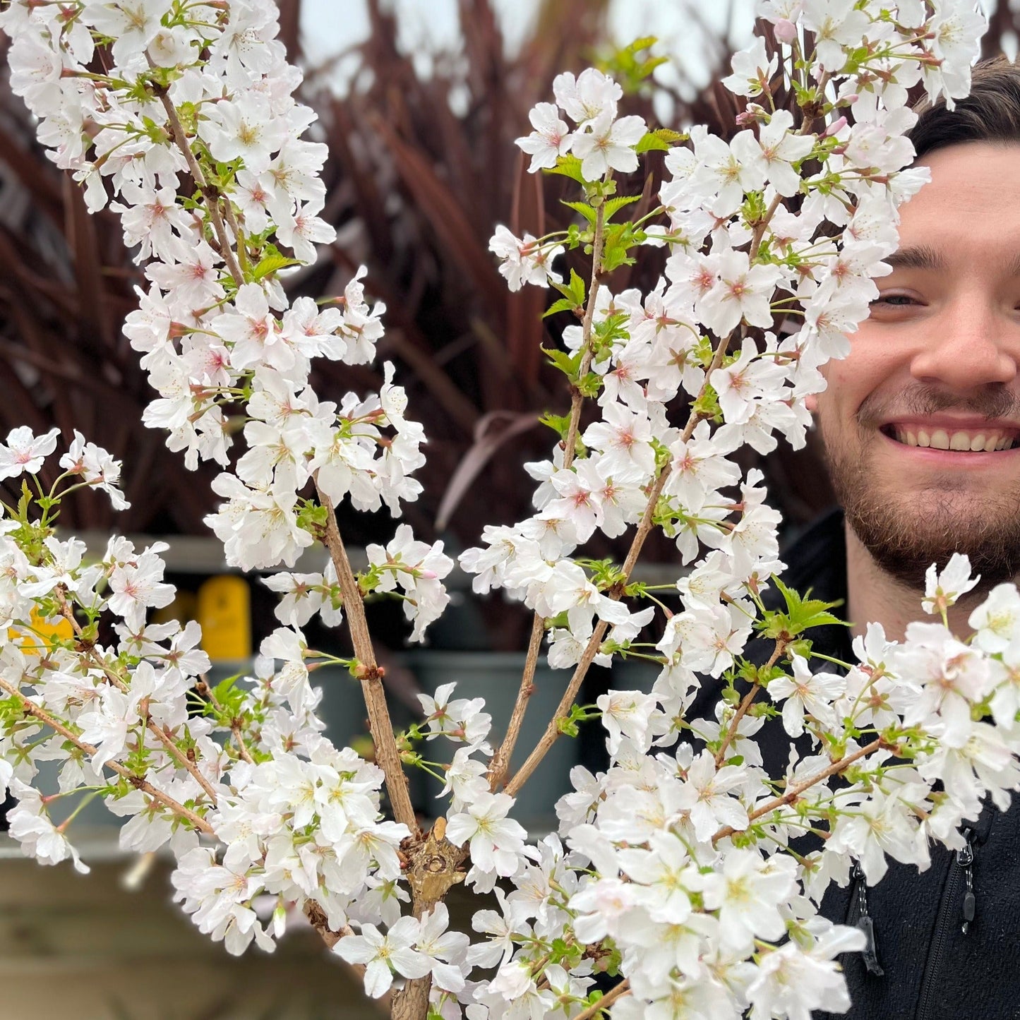 Ornamental Flowering Cherry Blossom Dwarf Tree -  Nipponica âBrilliant'