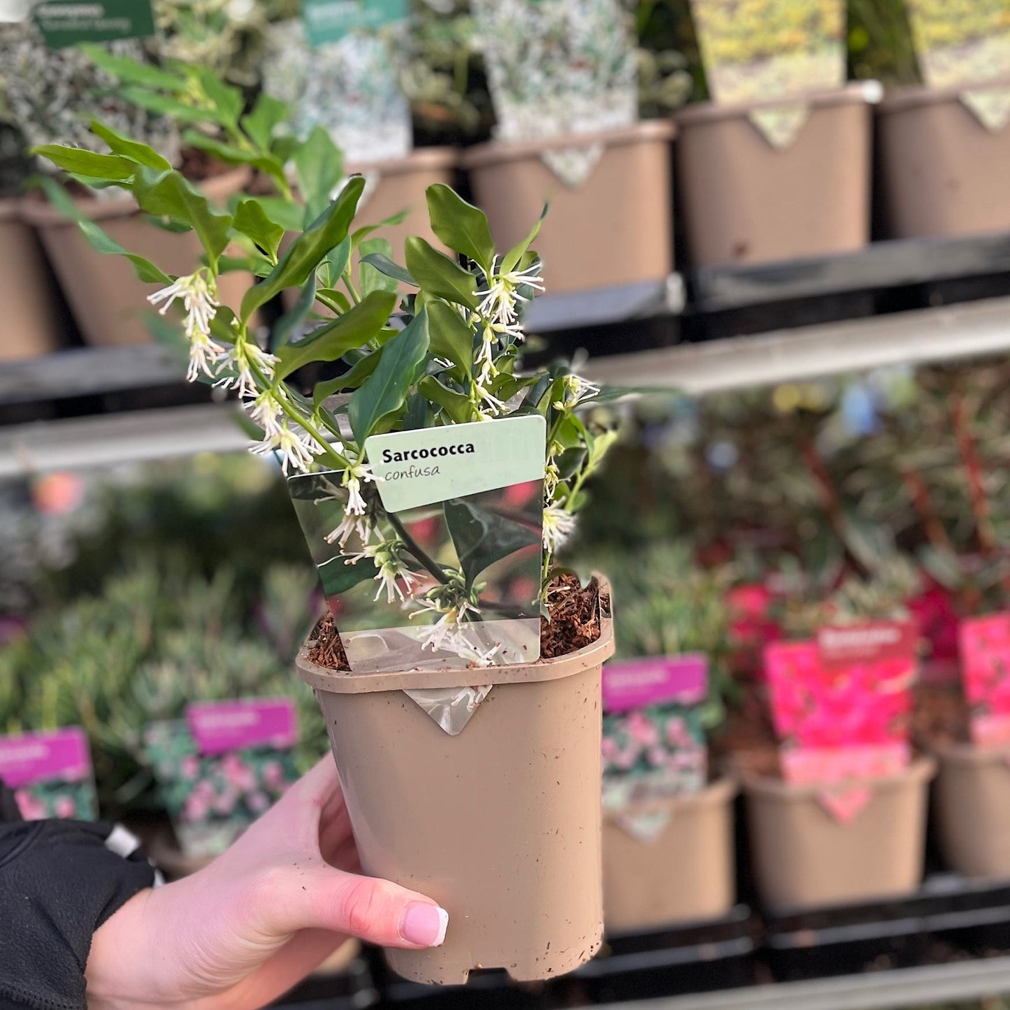 Sarcococca confusa 1L/2L