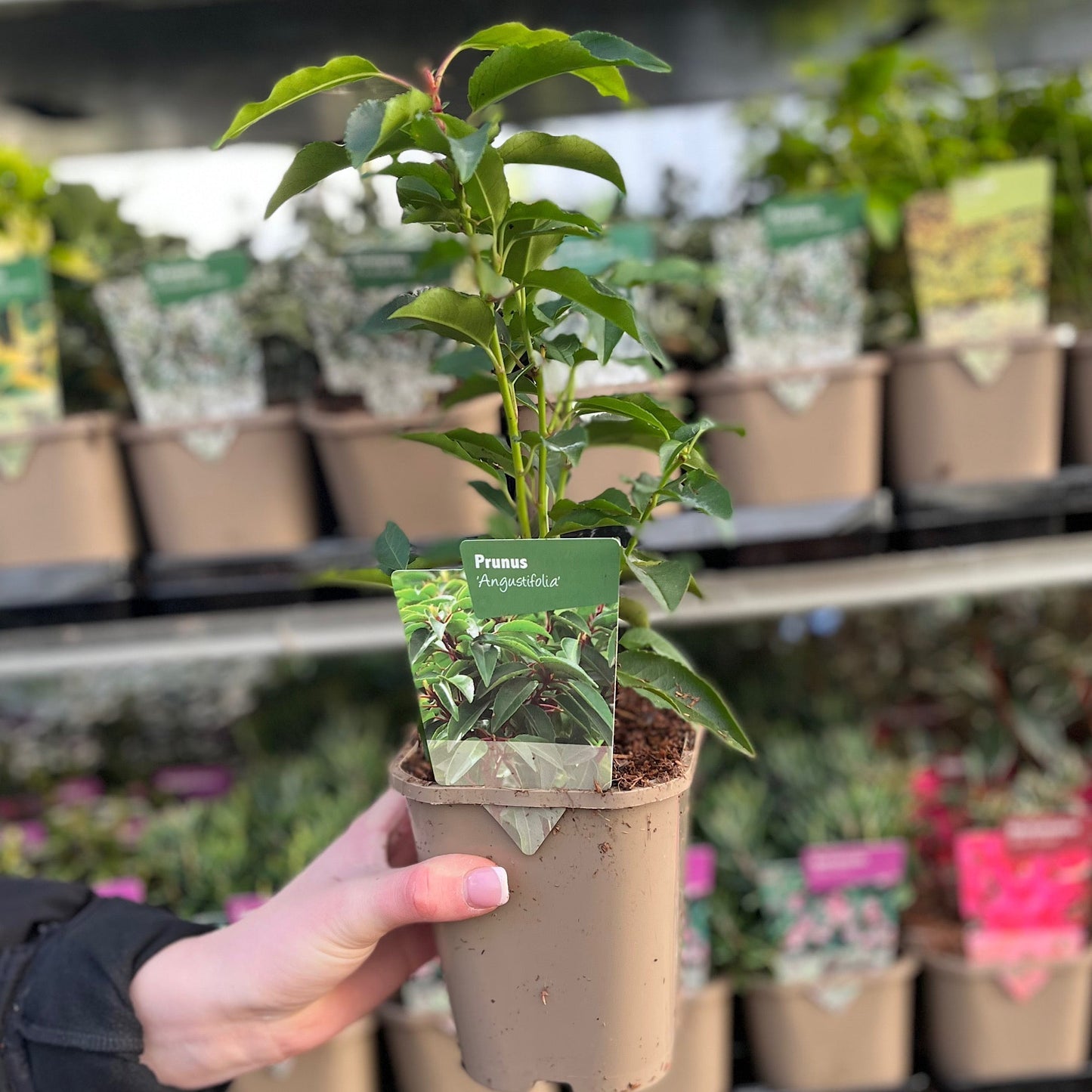 Portuguese Laurel | Prunus lauroceras 'Angustifolia'.