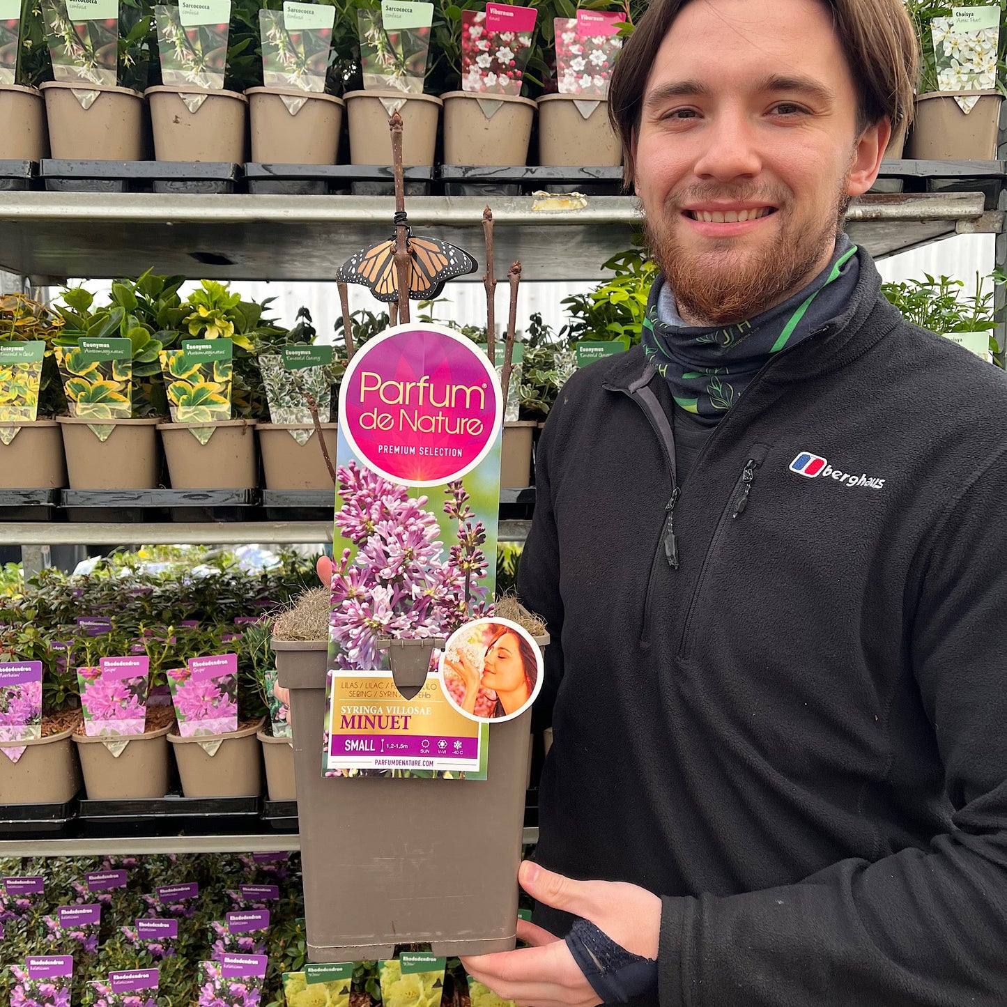 Syringa 'Minuet' (Lilac) 5L