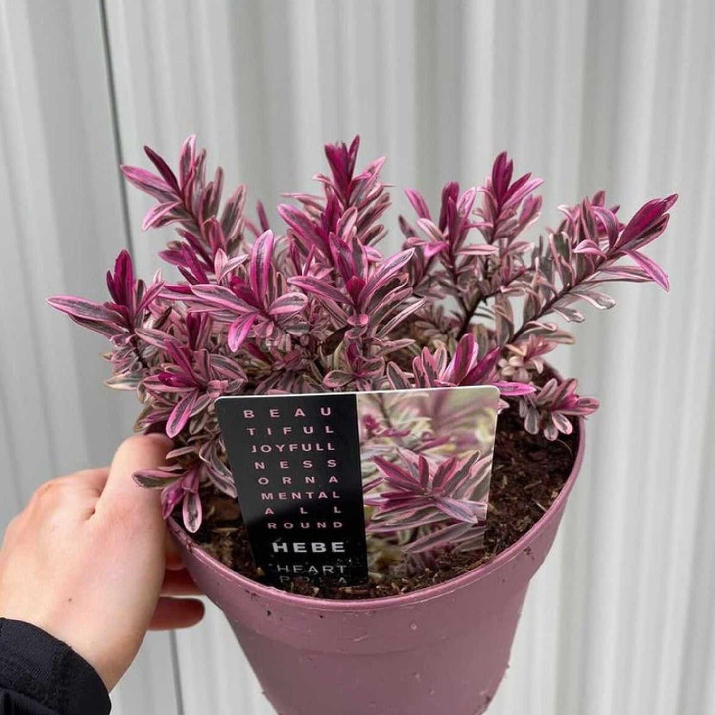 Hebe 'Heartbreaker' 2L