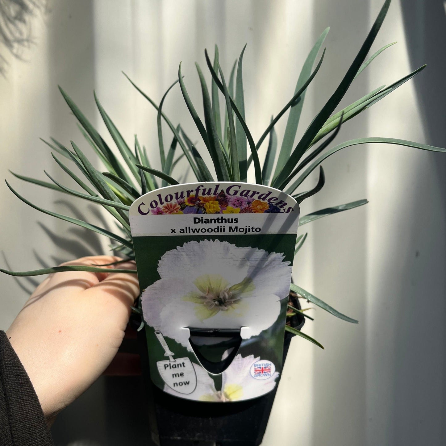 Dianthus x allwoodii 'Mojito' 9cm