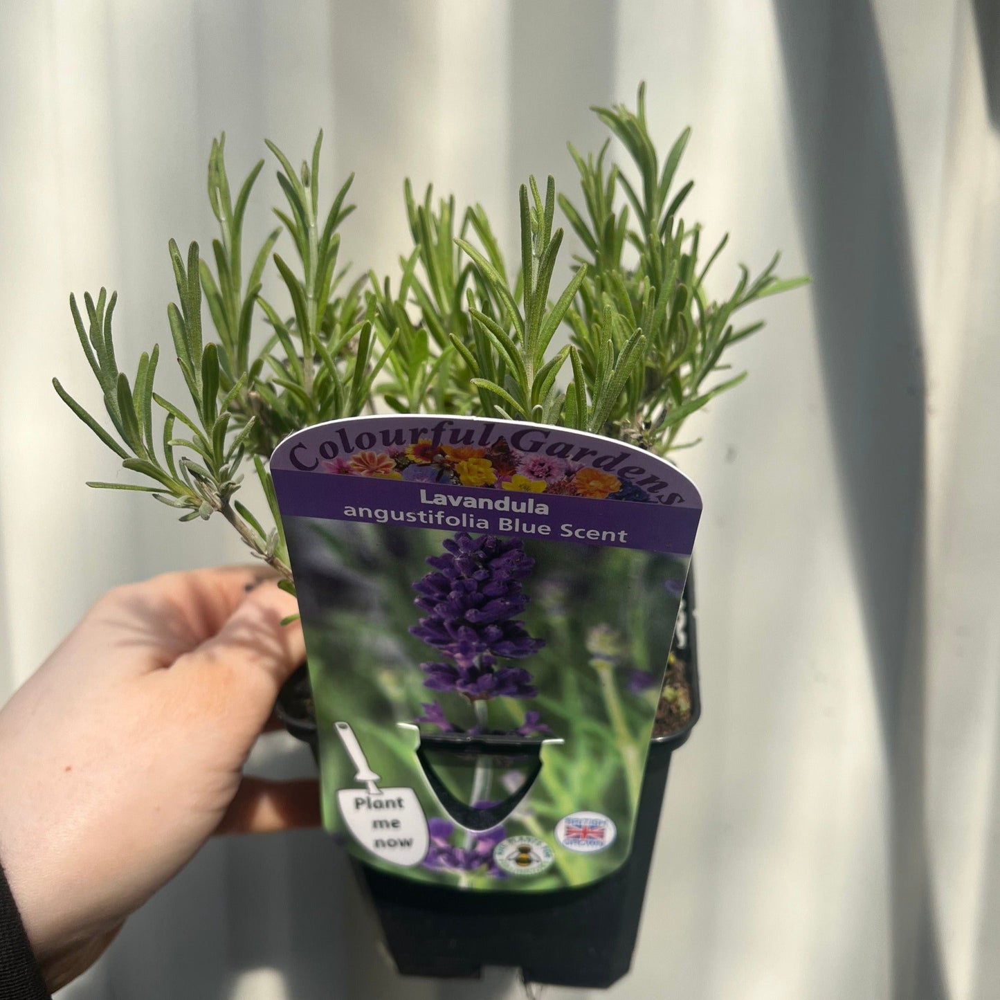 Lavender angustifolia 'Blue Scent' 9cm