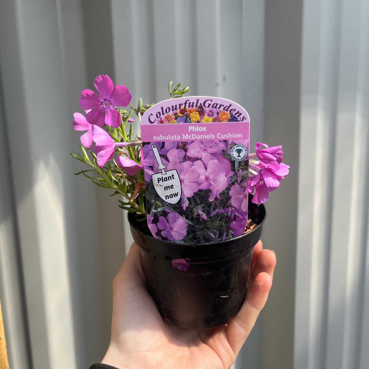 Phlox subulata 'McDaniels Cushion' 9cm/1.5L