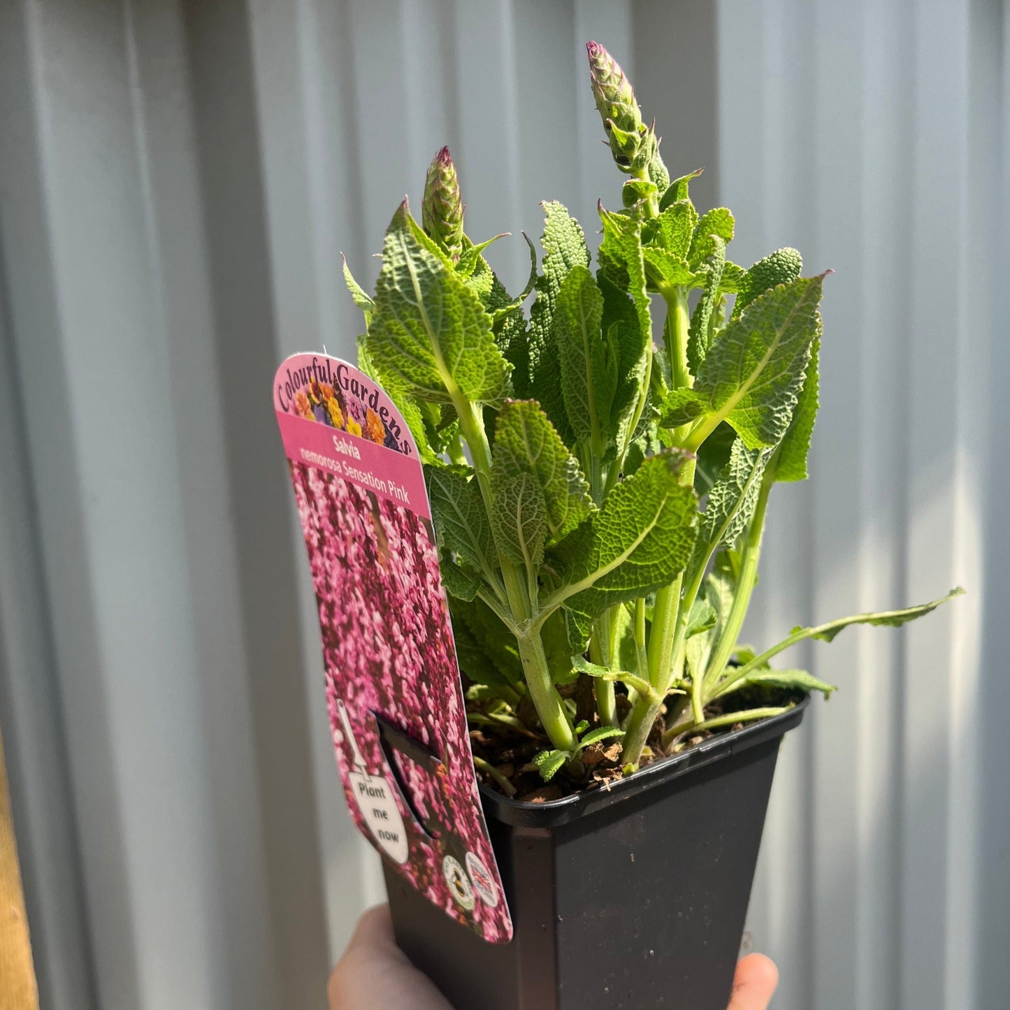 Salvia nemerosa 'Sensation Pink Rose' 9cm